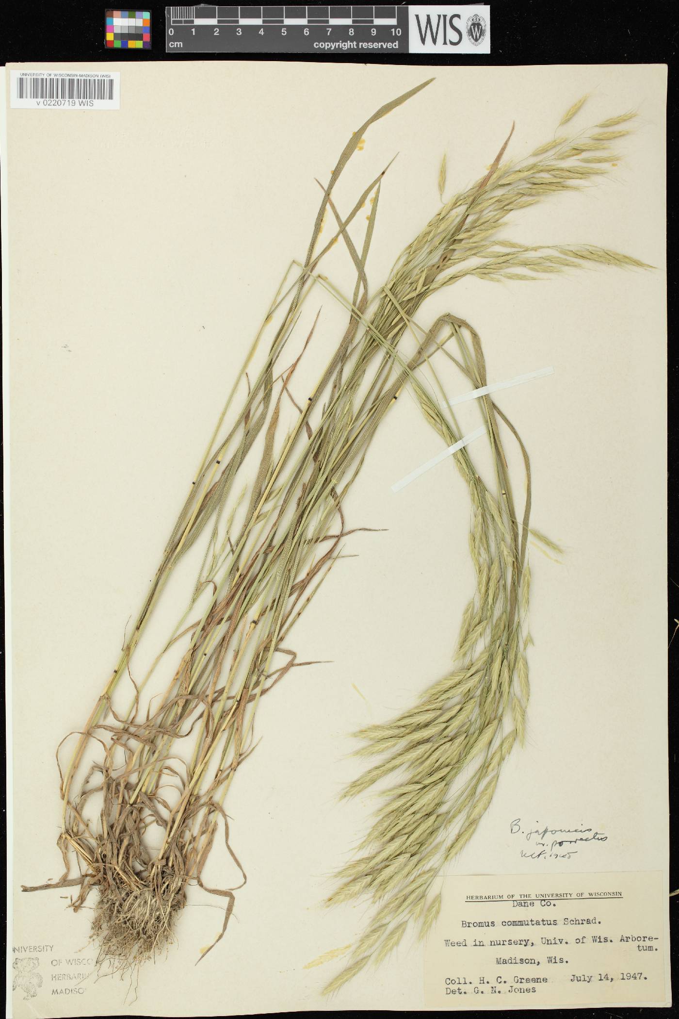 Bromus arvensis image