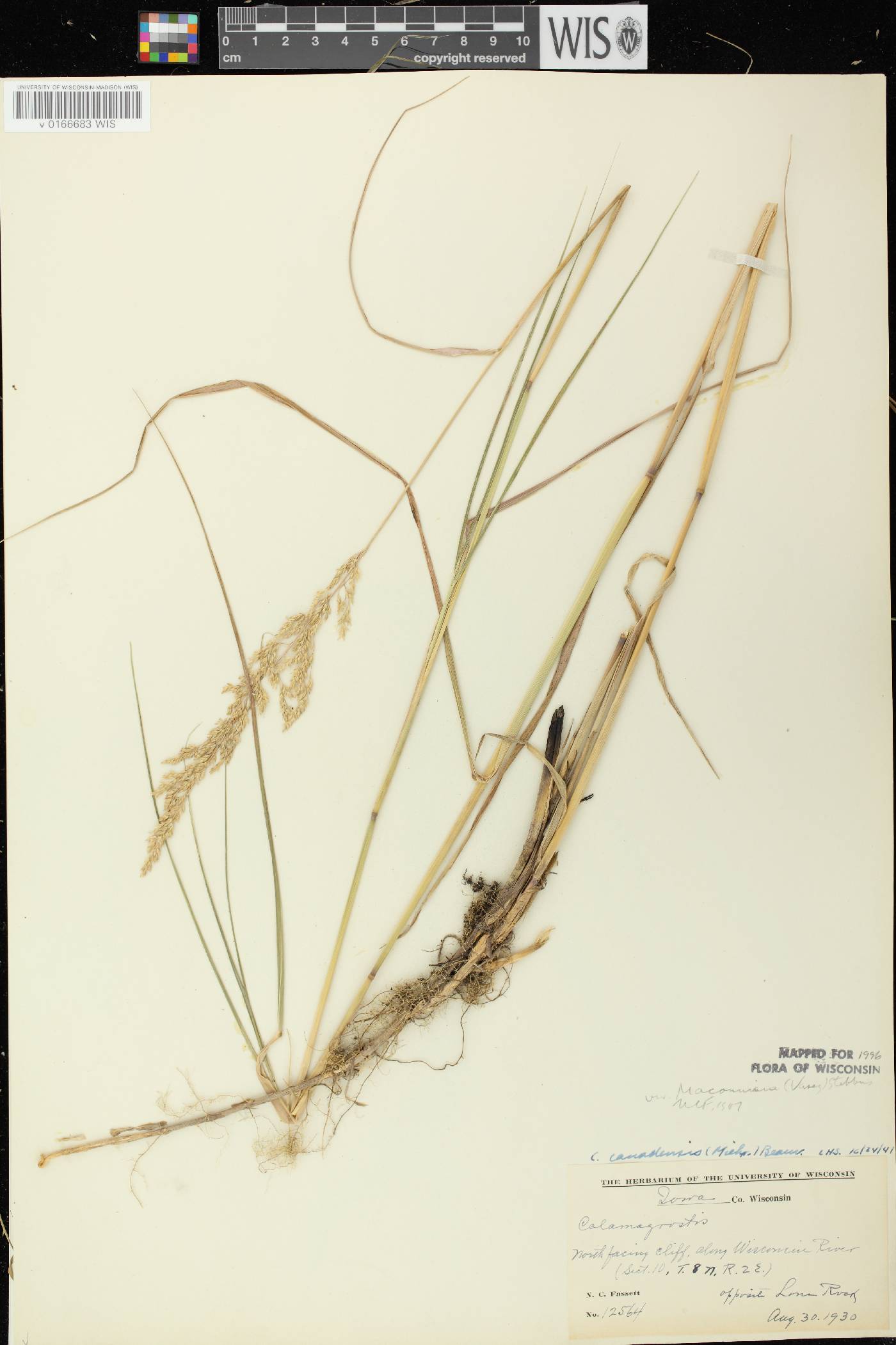 Calamagrostis canadensis var. macouniana image