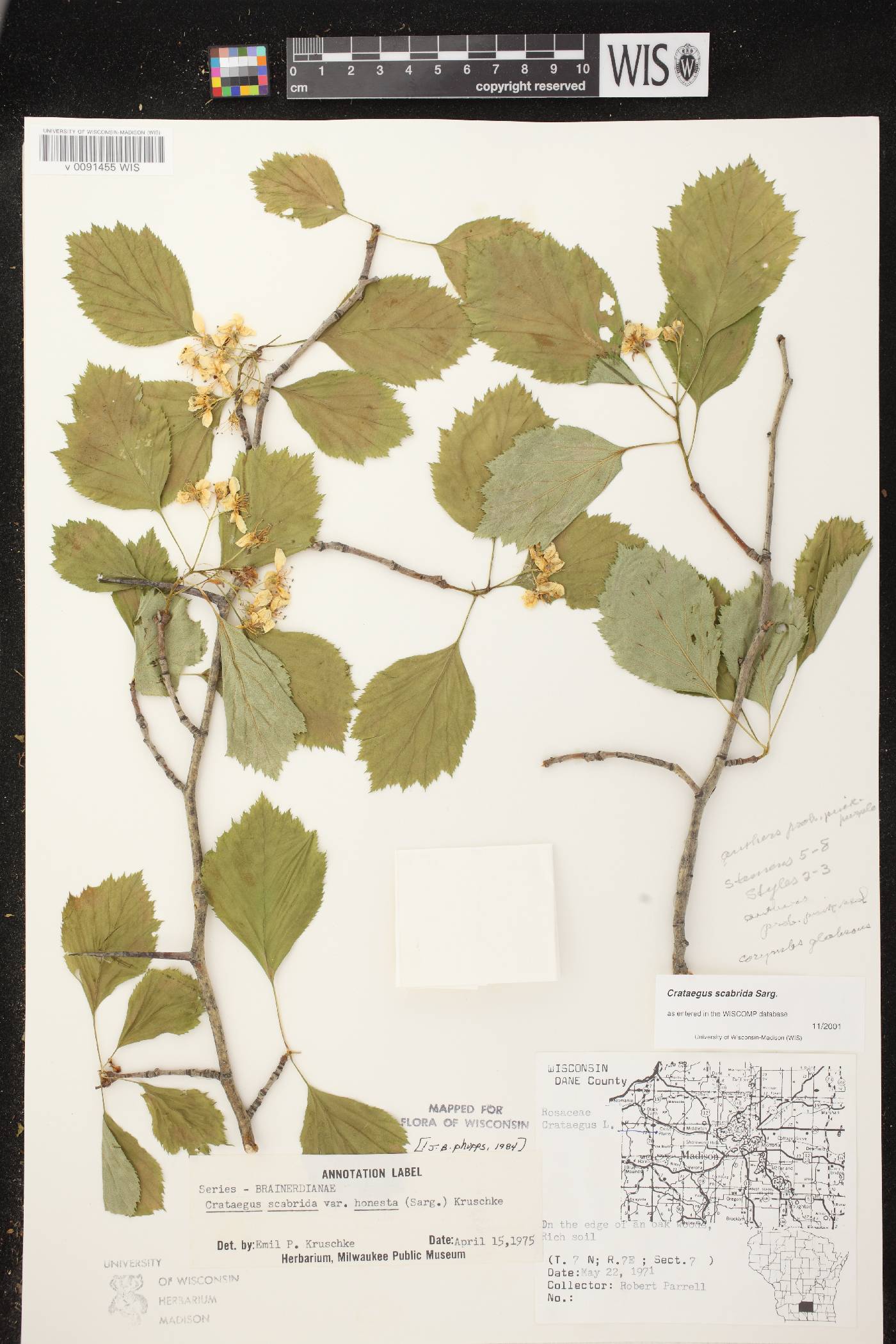 Crataegus scabrida image