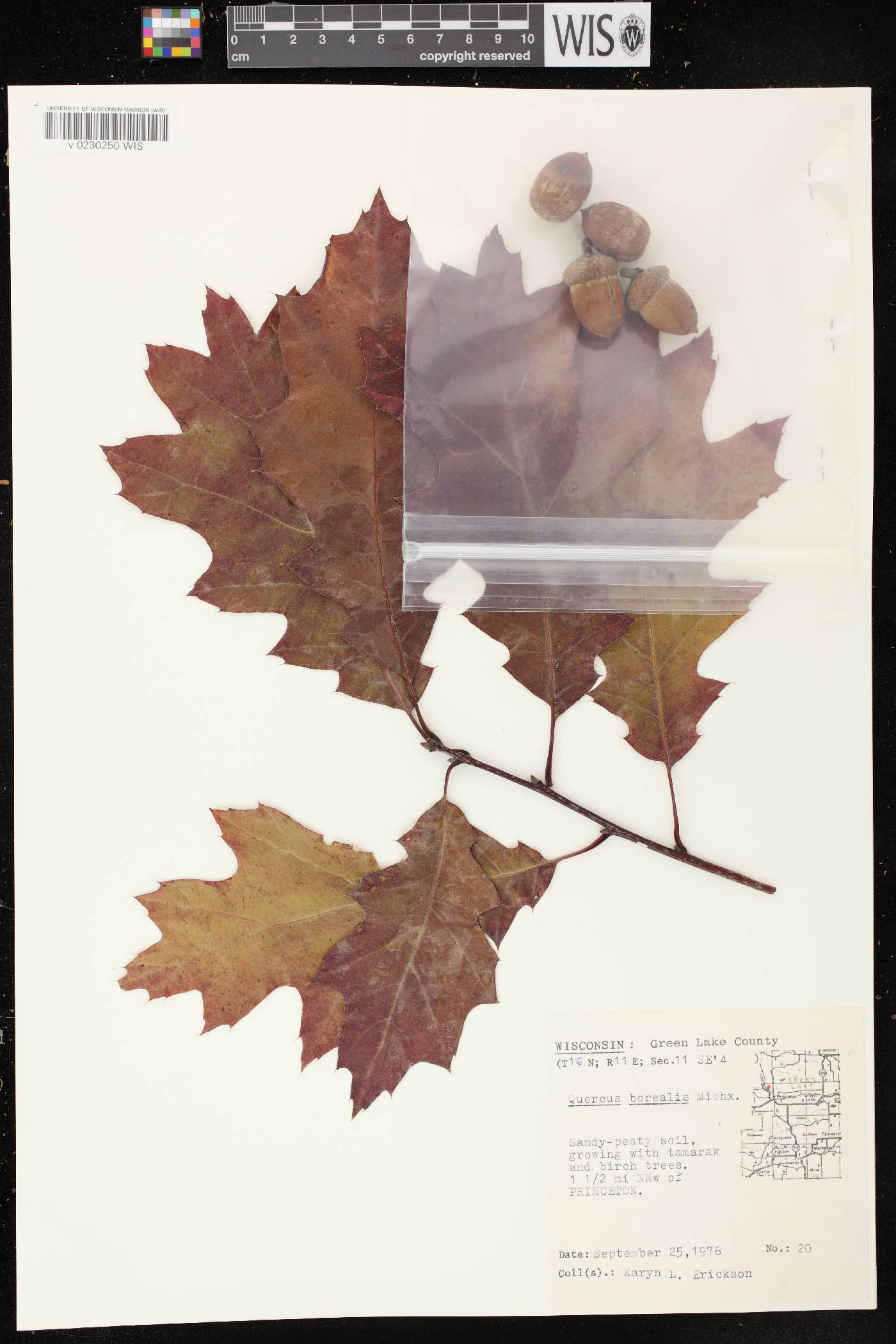 Quercus rubra image