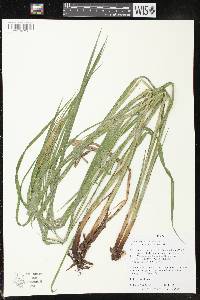 Image of Carex crinita