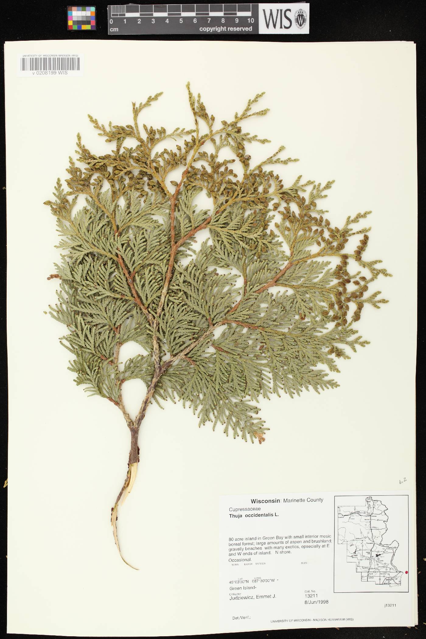 Thuja occidentalis image