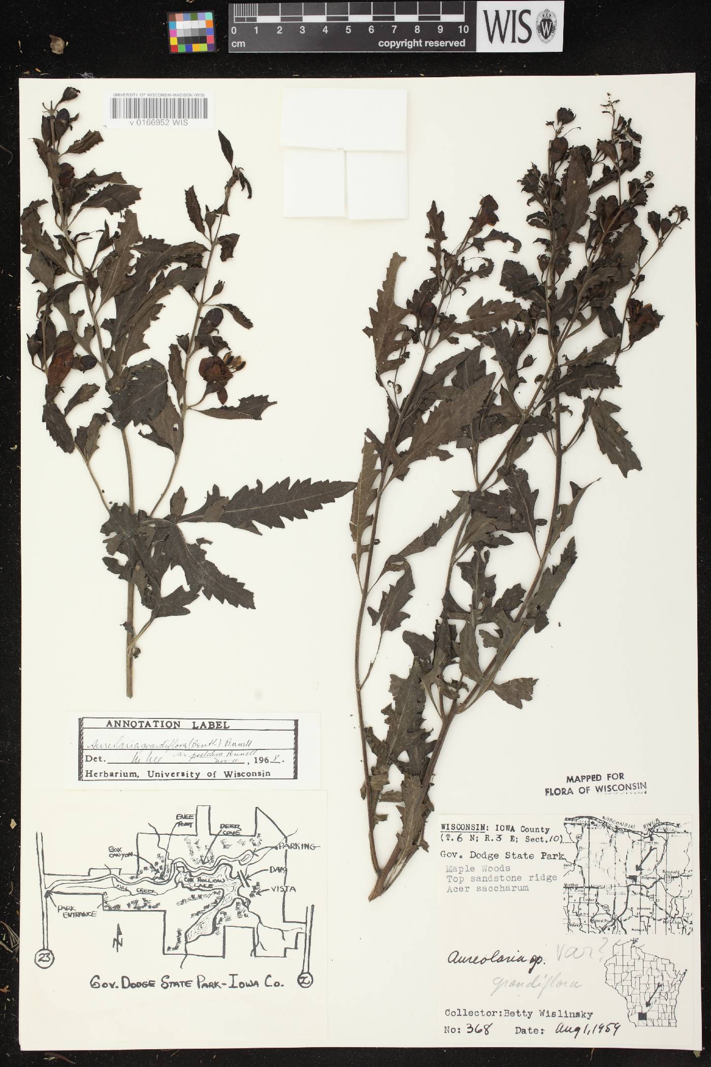 Aureolaria grandiflora var. pulchra image