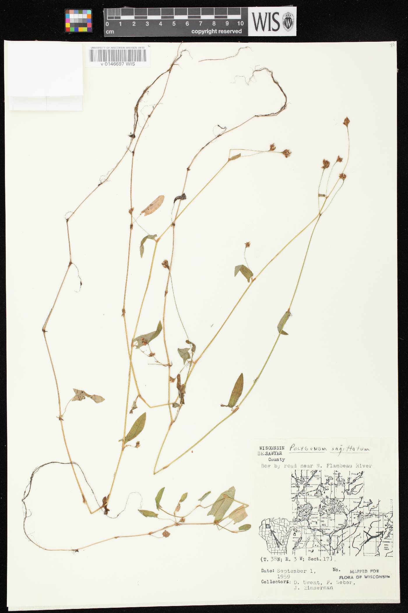 Persicaria sagittata image