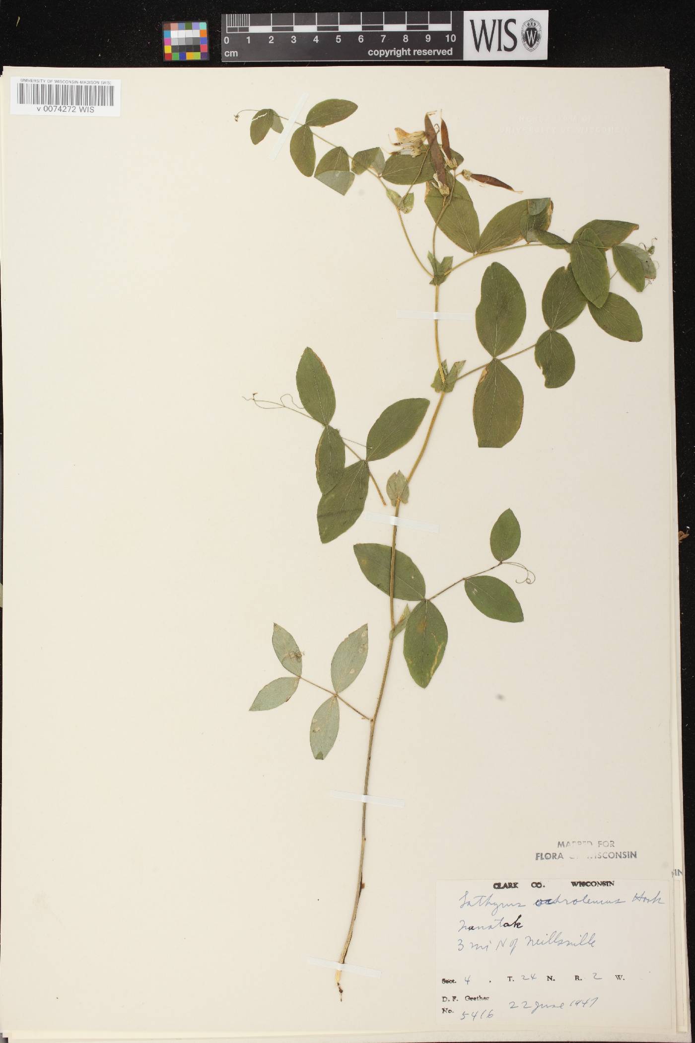 Lathyrus ochroleucus image