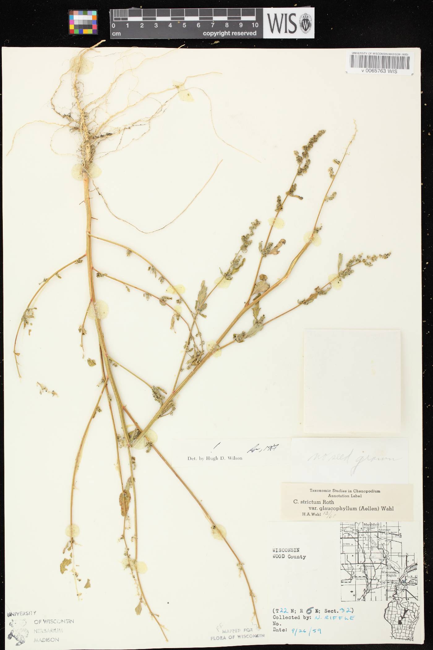 Chenopodium strictum image