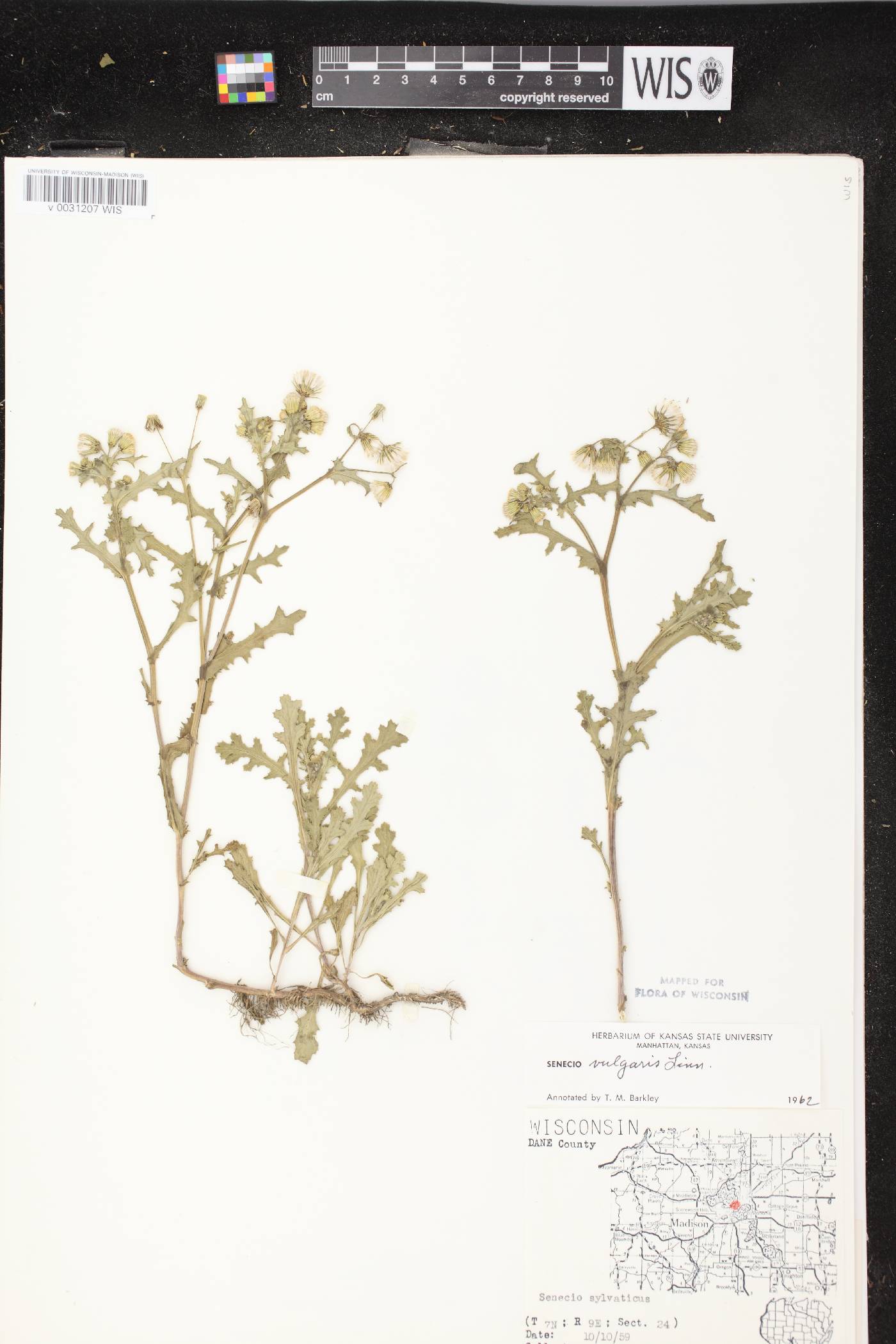 Senecio vulgaris image