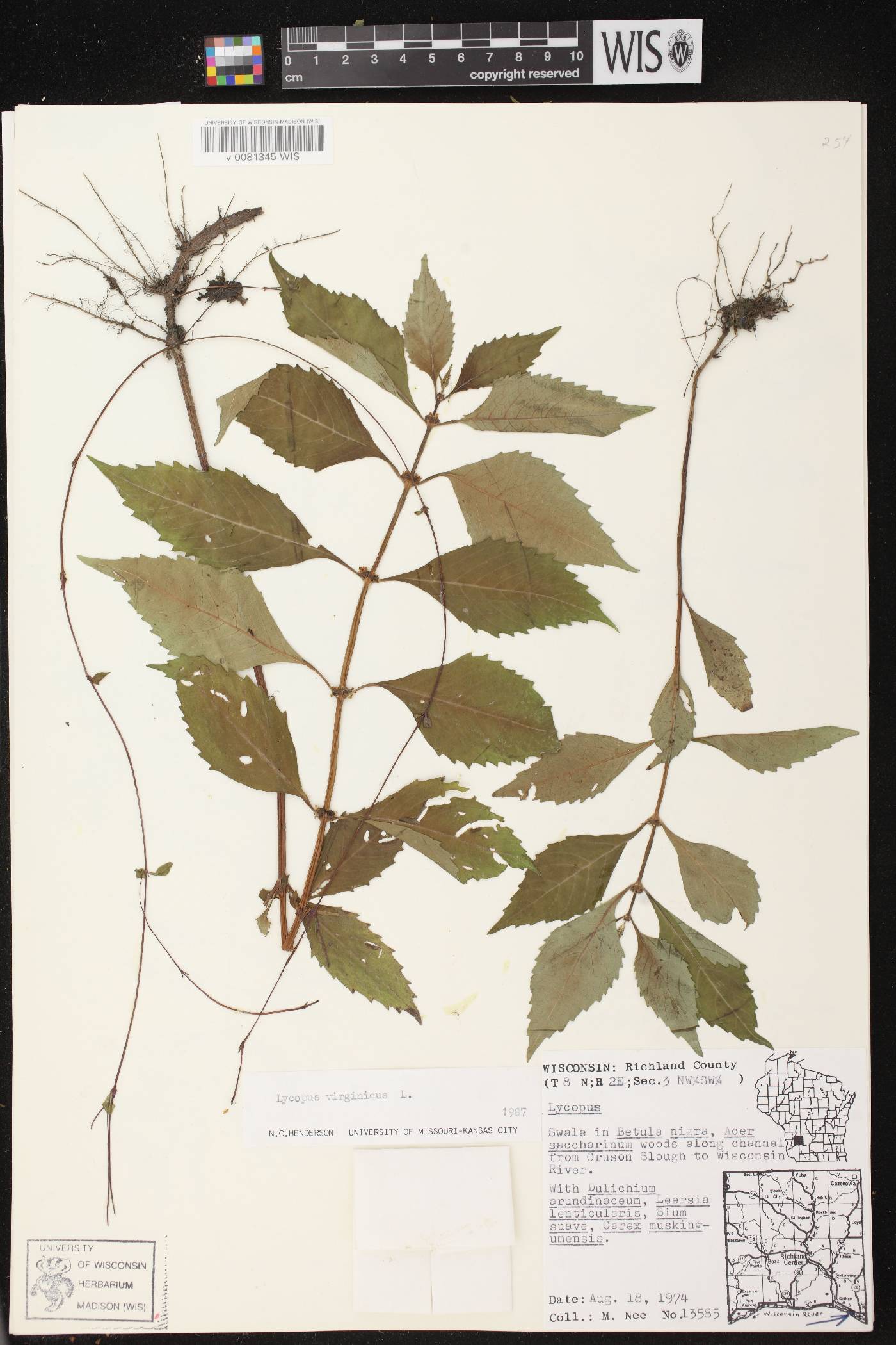 Lycopus virginicus image