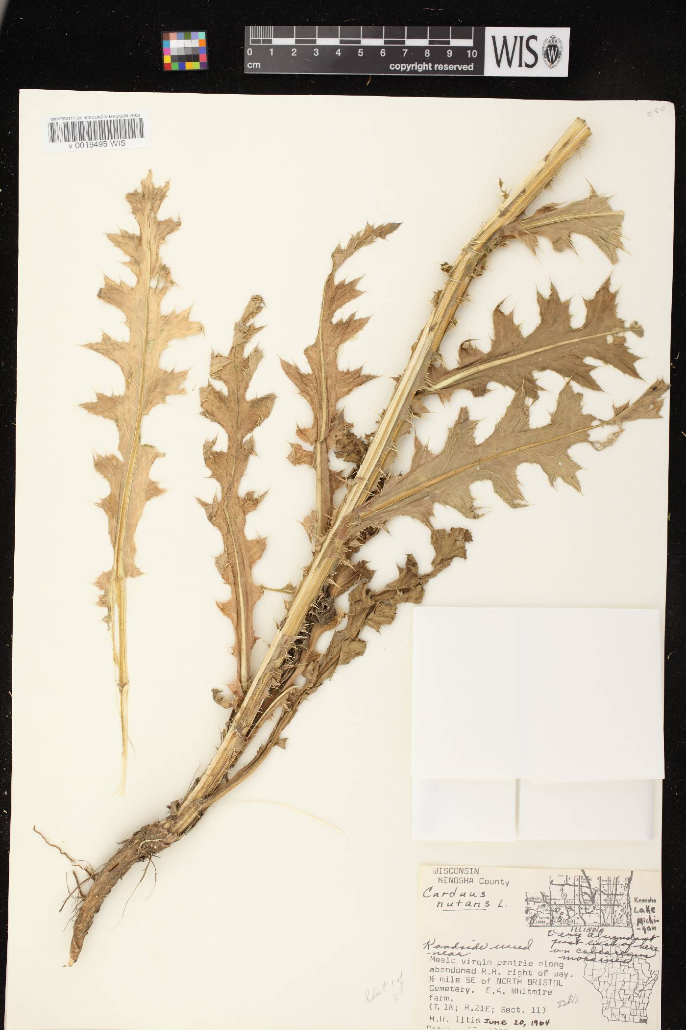 Carduus nutans image