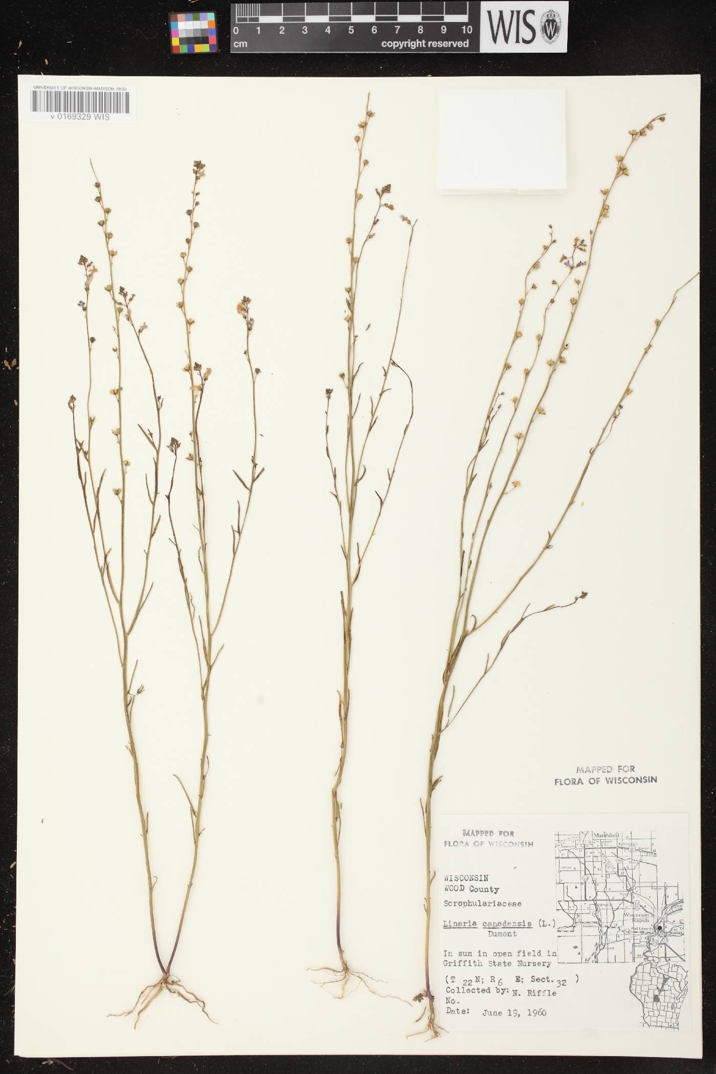 Nuttallanthus canadensis image