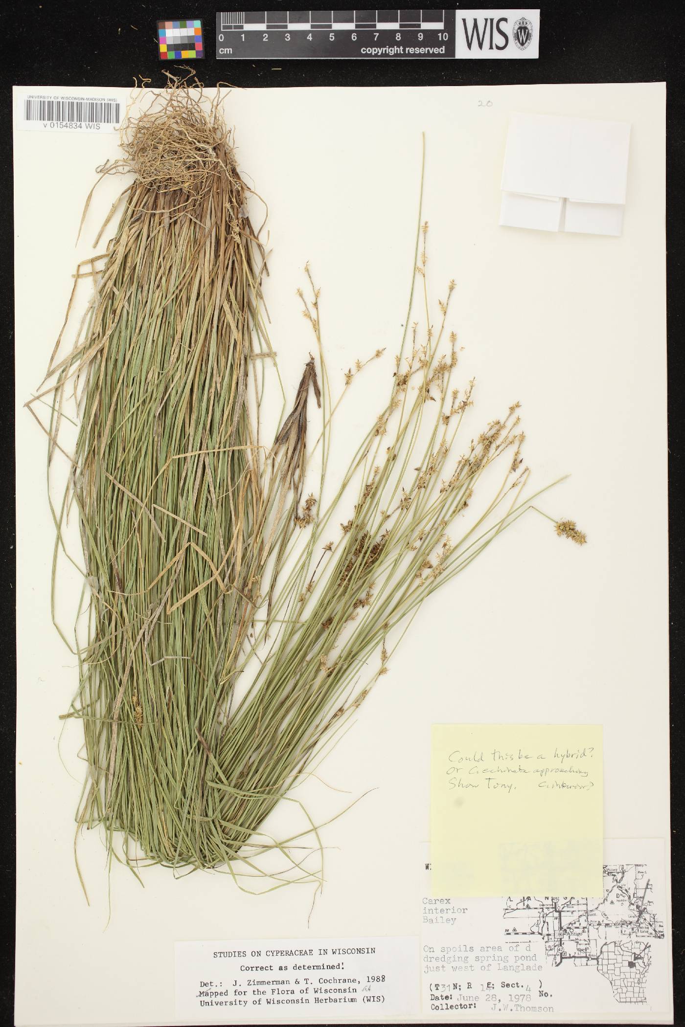 Carex interior image