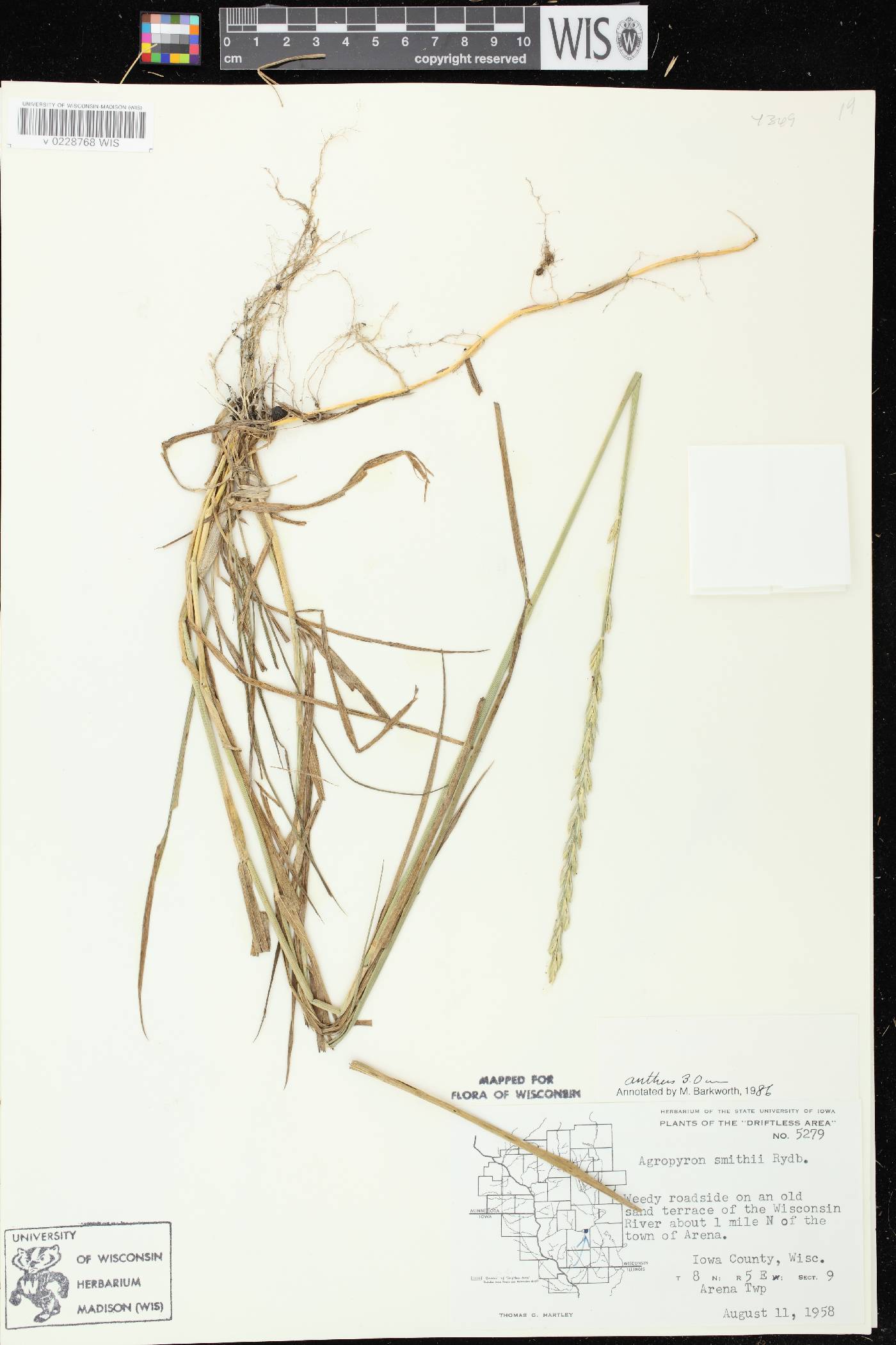 Pascopyrum smithii image