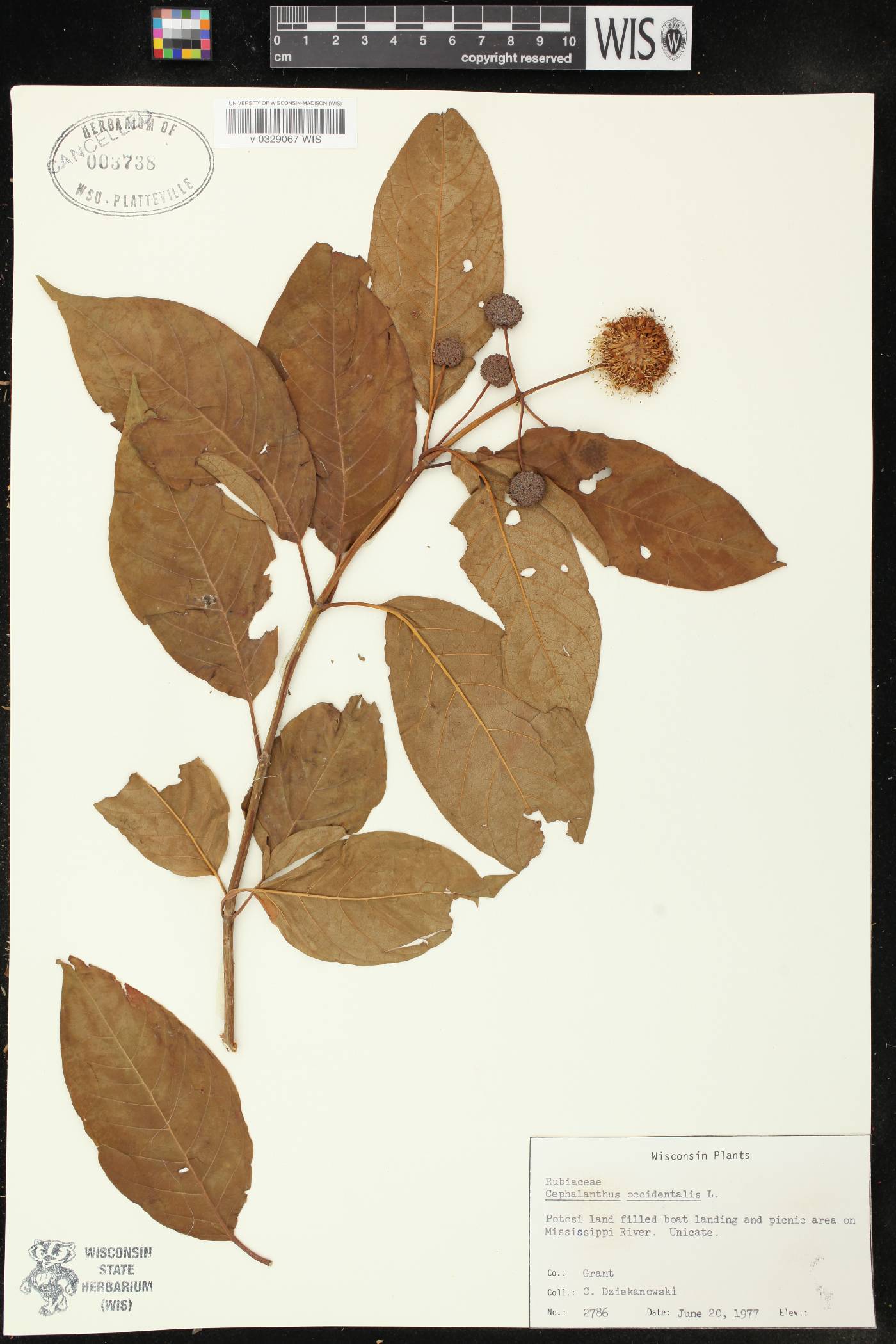 Cephalanthus occidentalis image