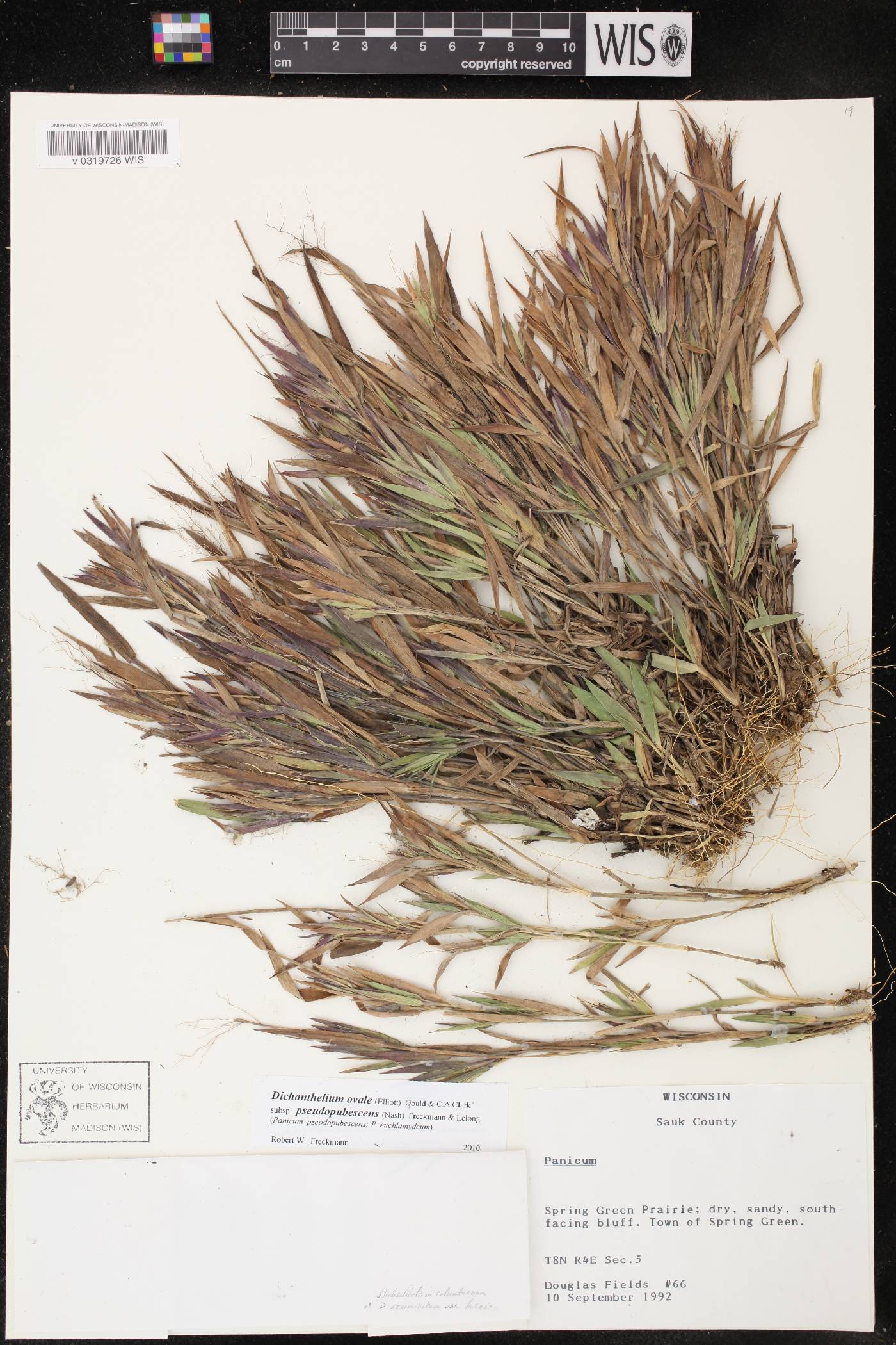 Dichanthelium commonsianum var. euchlamydeum image