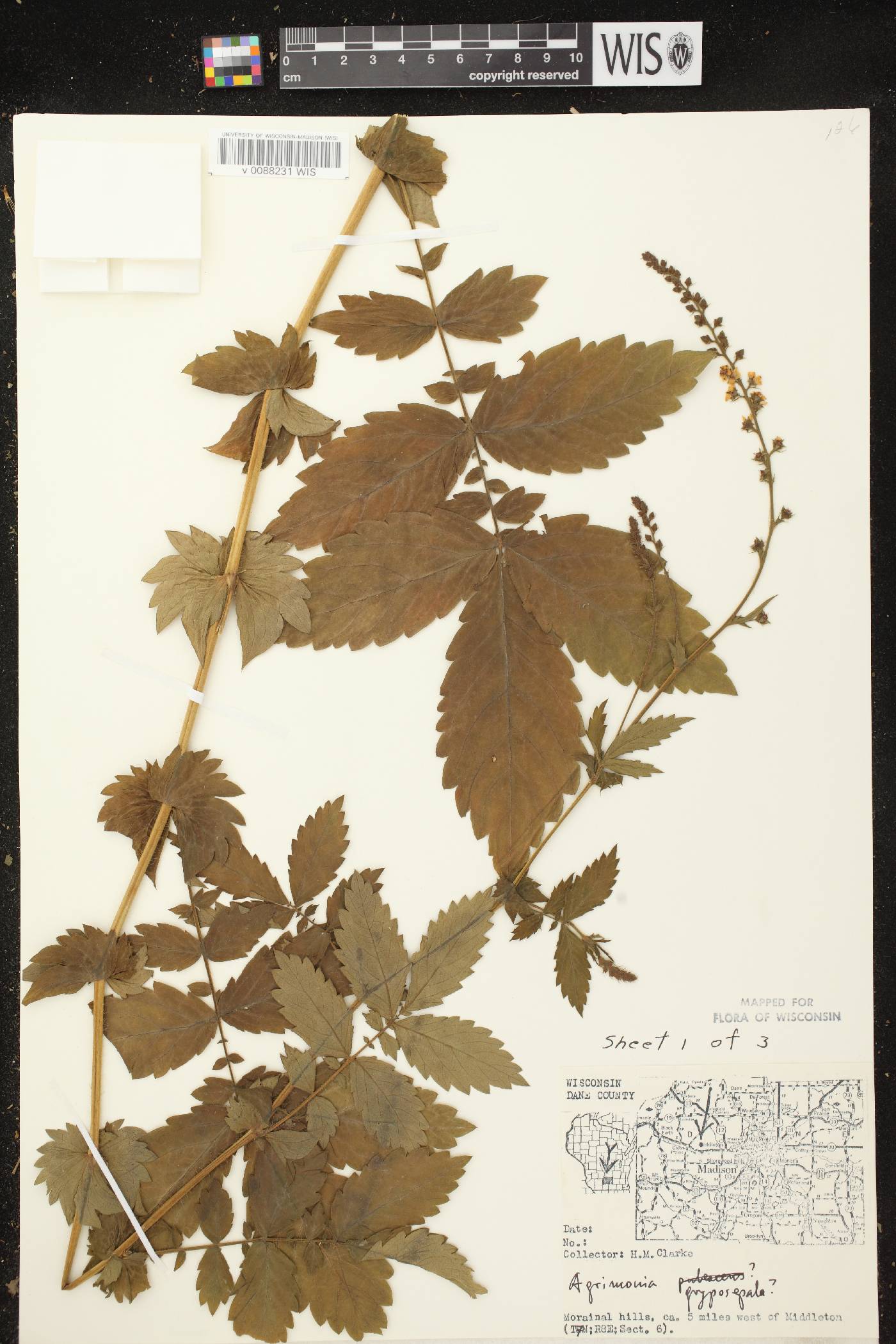 Agrimonia gryposepala image