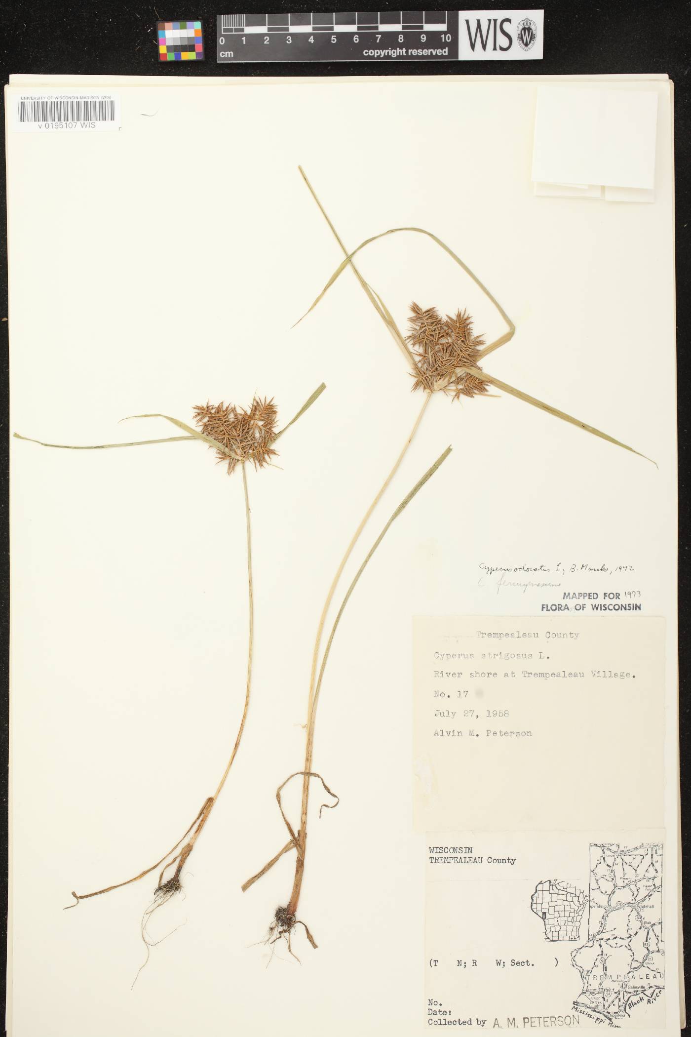 Cyperus odoratus image