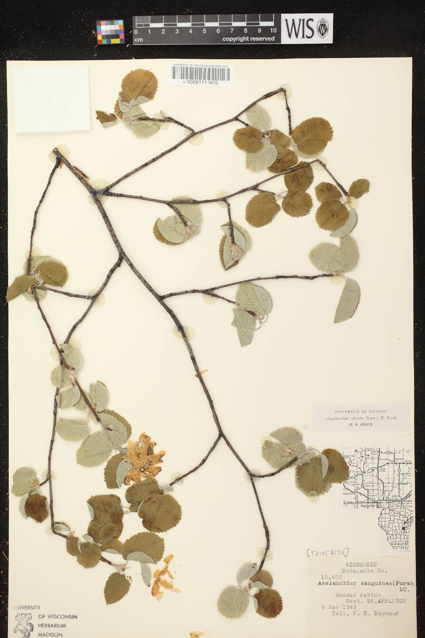 Amelanchier spicata image