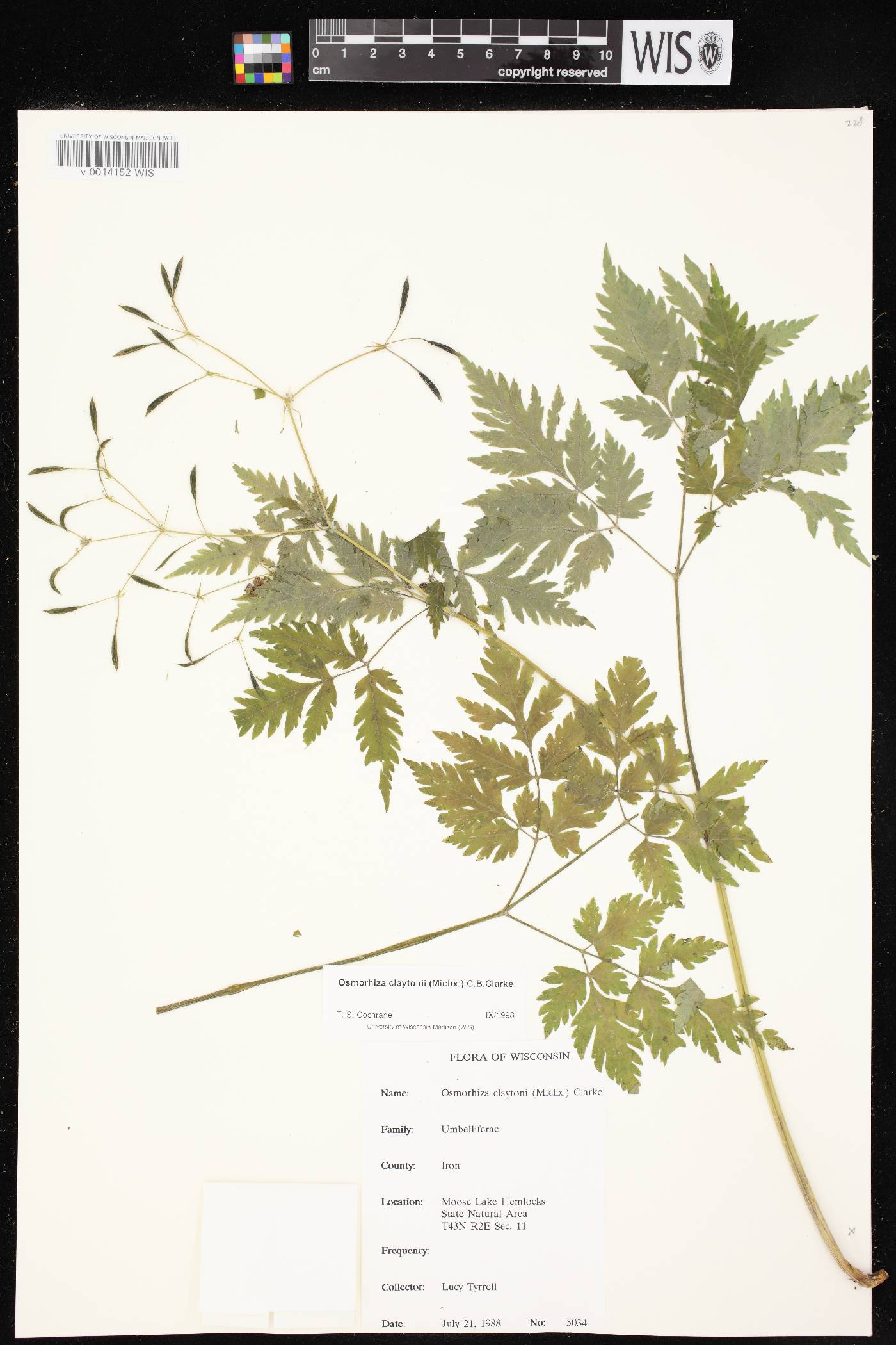 Osmorhiza claytonii image