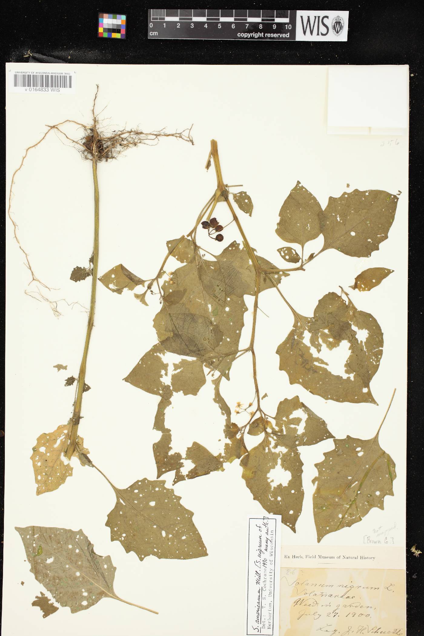 Solanum ptychanthum image