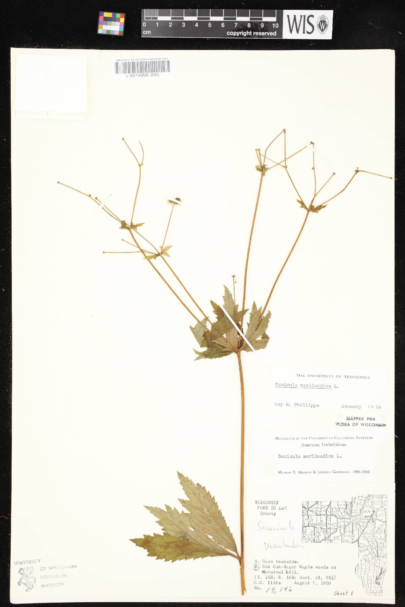 Sanicula marilandica image