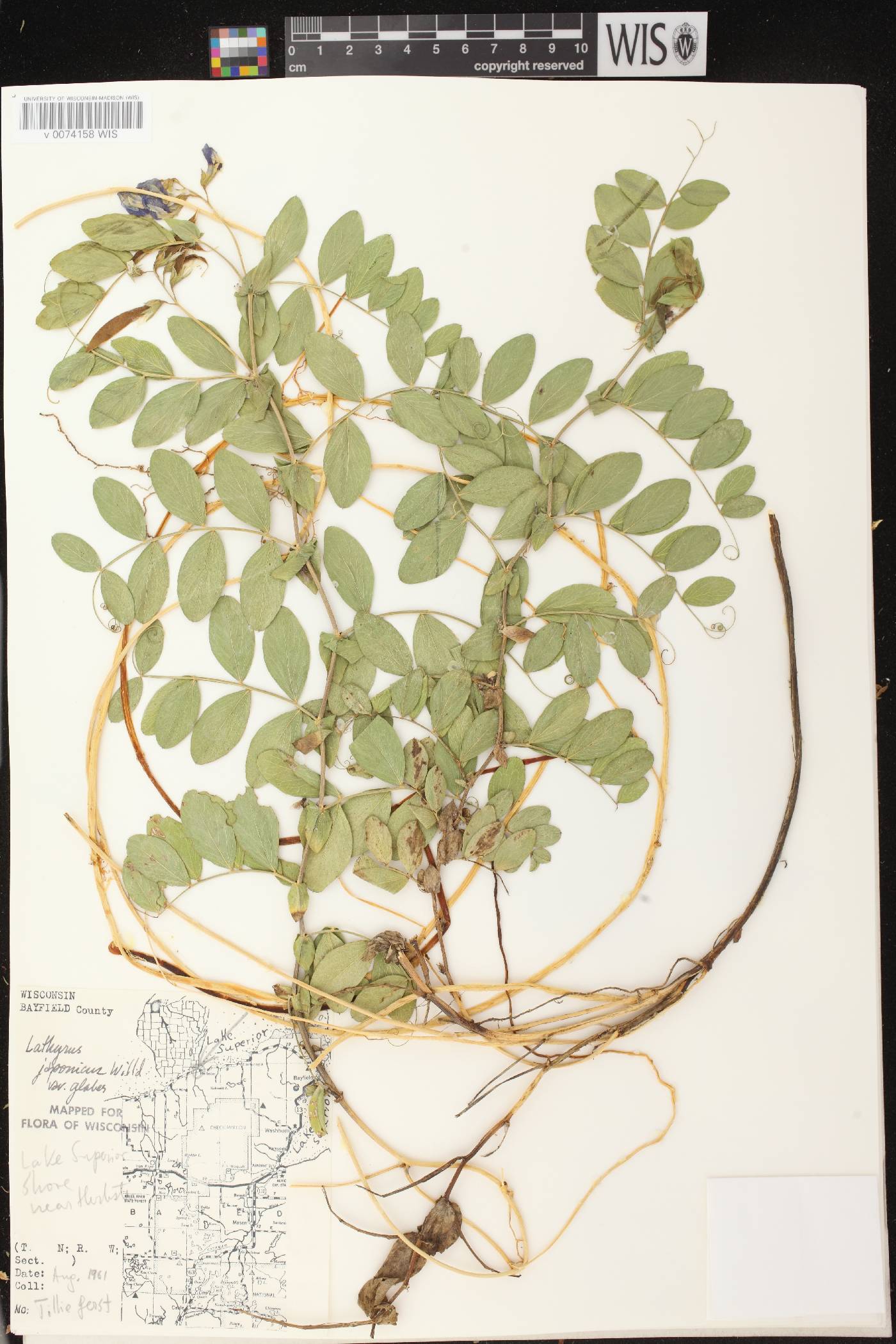 Lathyrus japonicus image