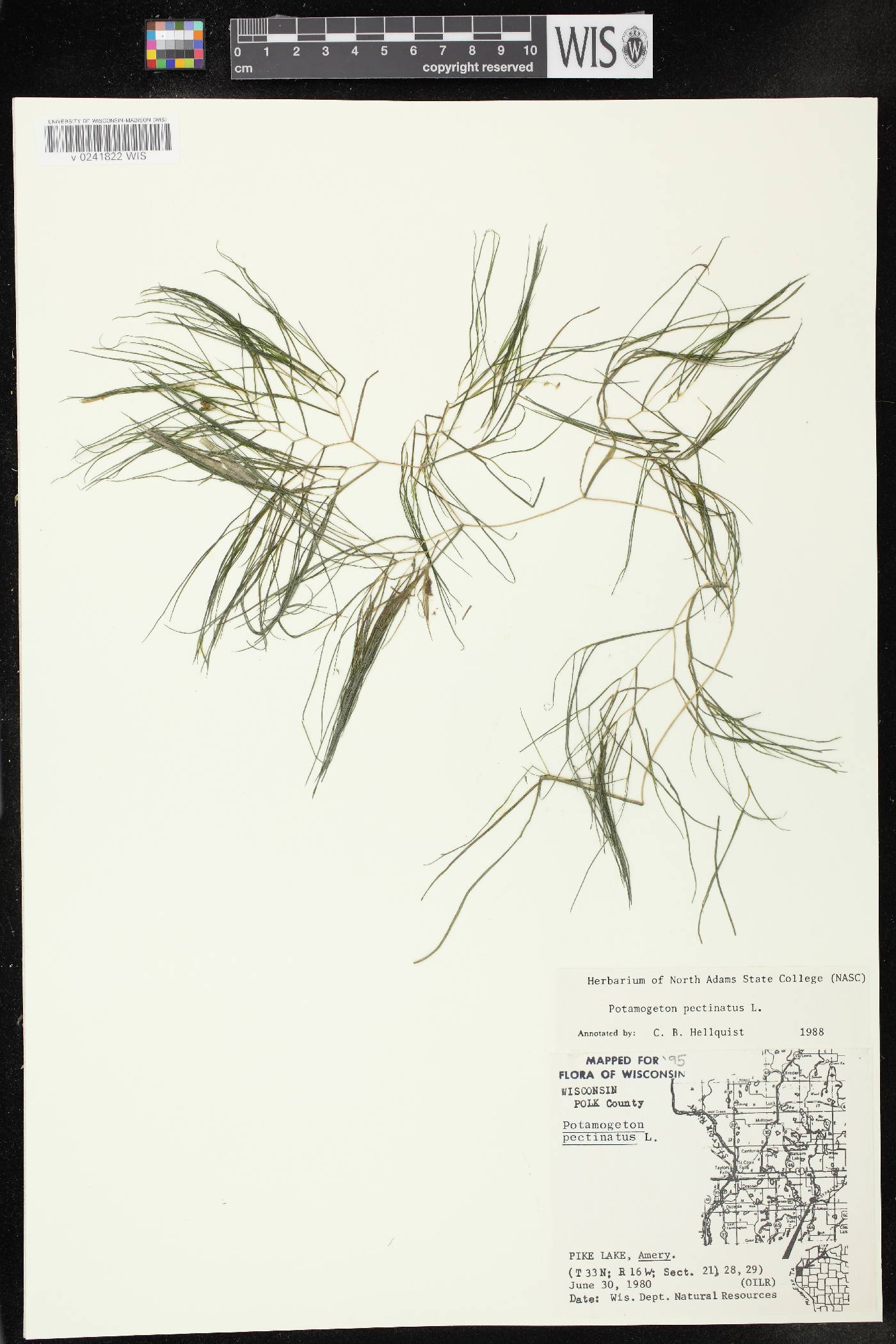 Stuckenia pectinata image