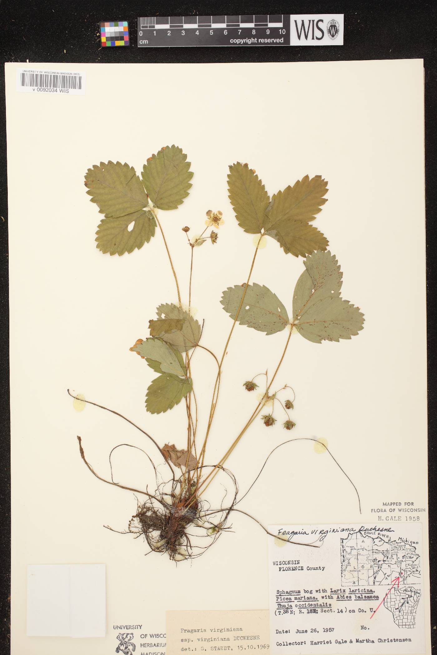Fragaria virginiana image