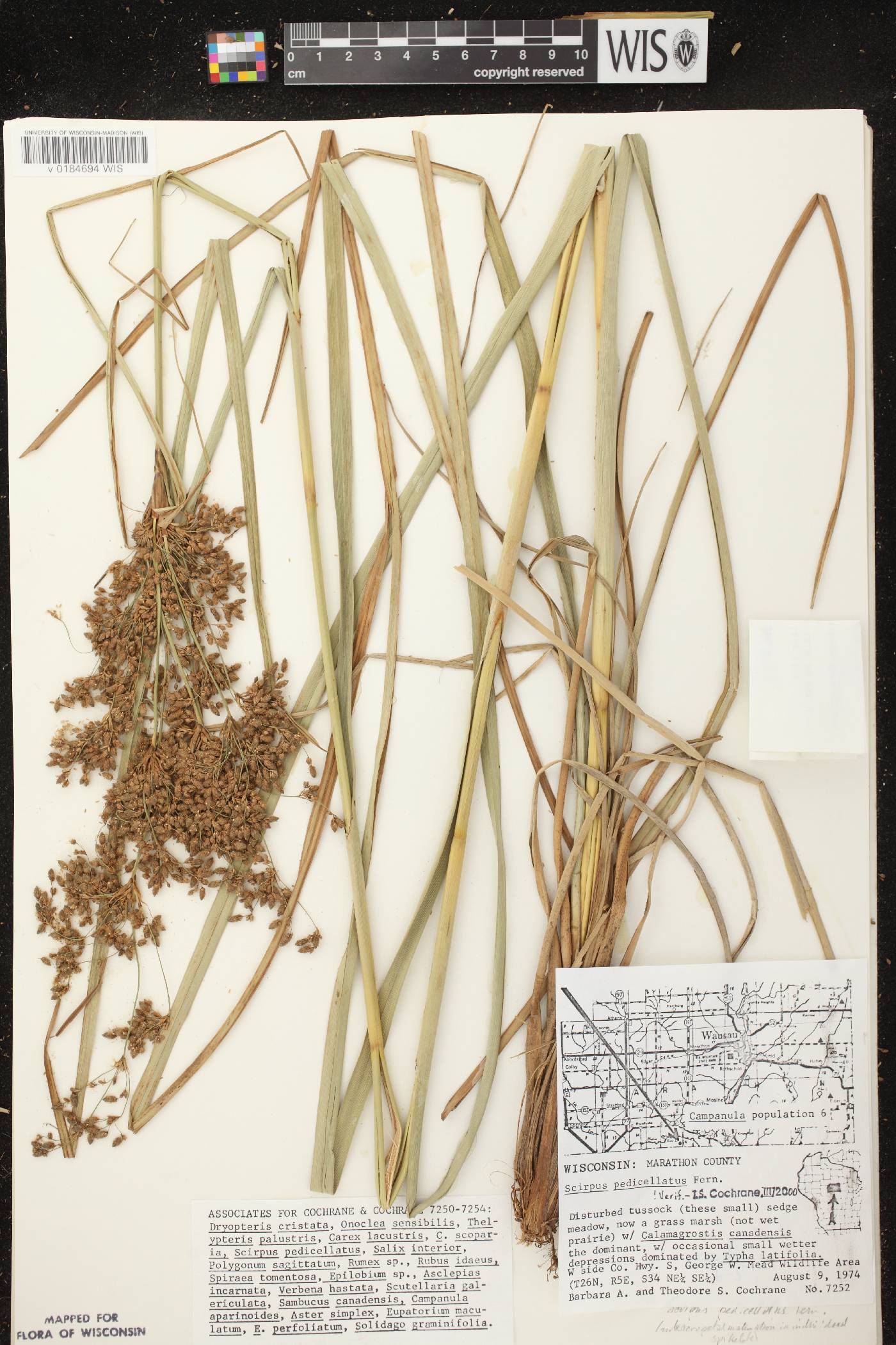 Scirpus pedicellatus image