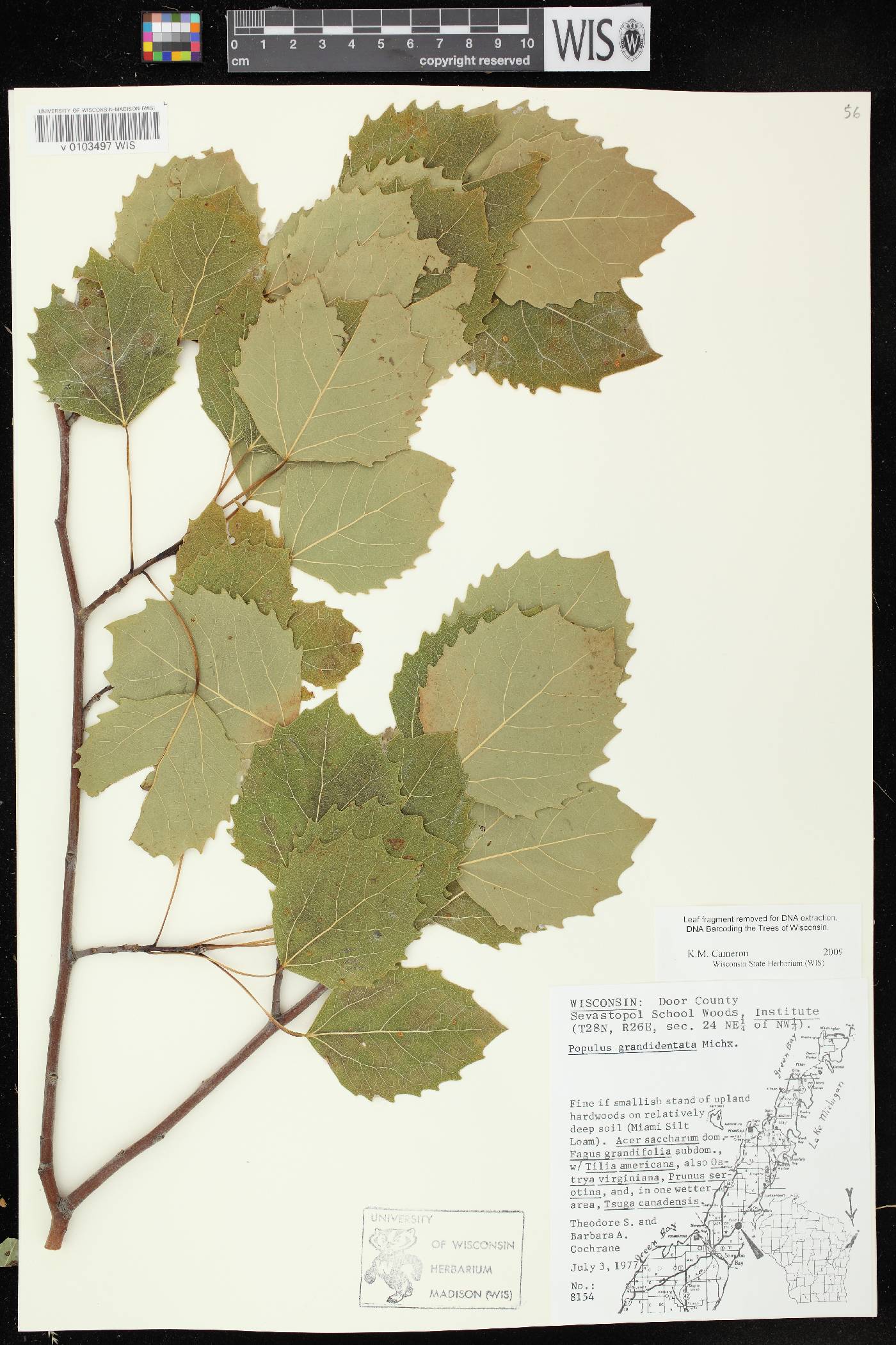 Populus grandidentata image