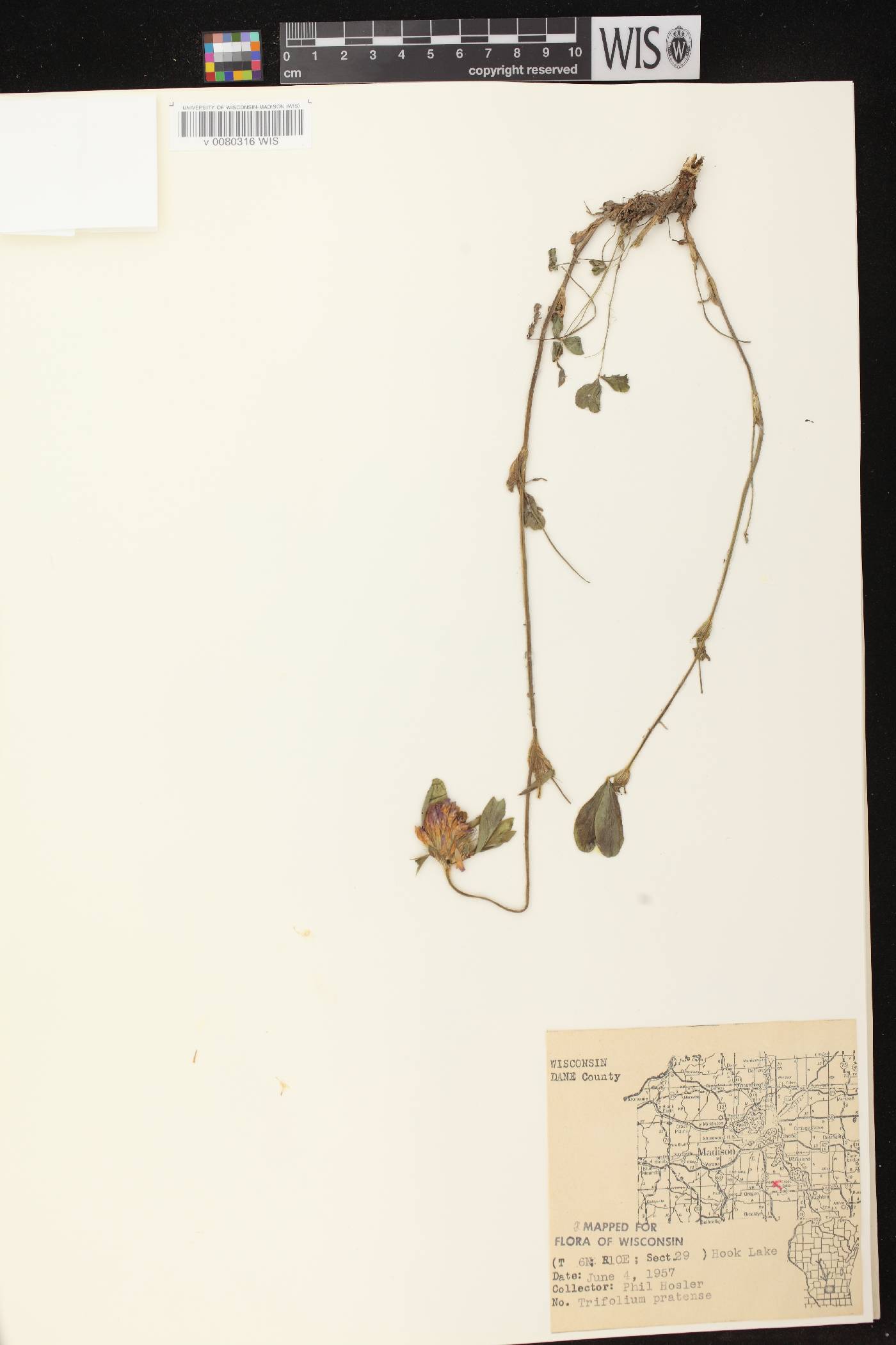 Trifolium pratense image