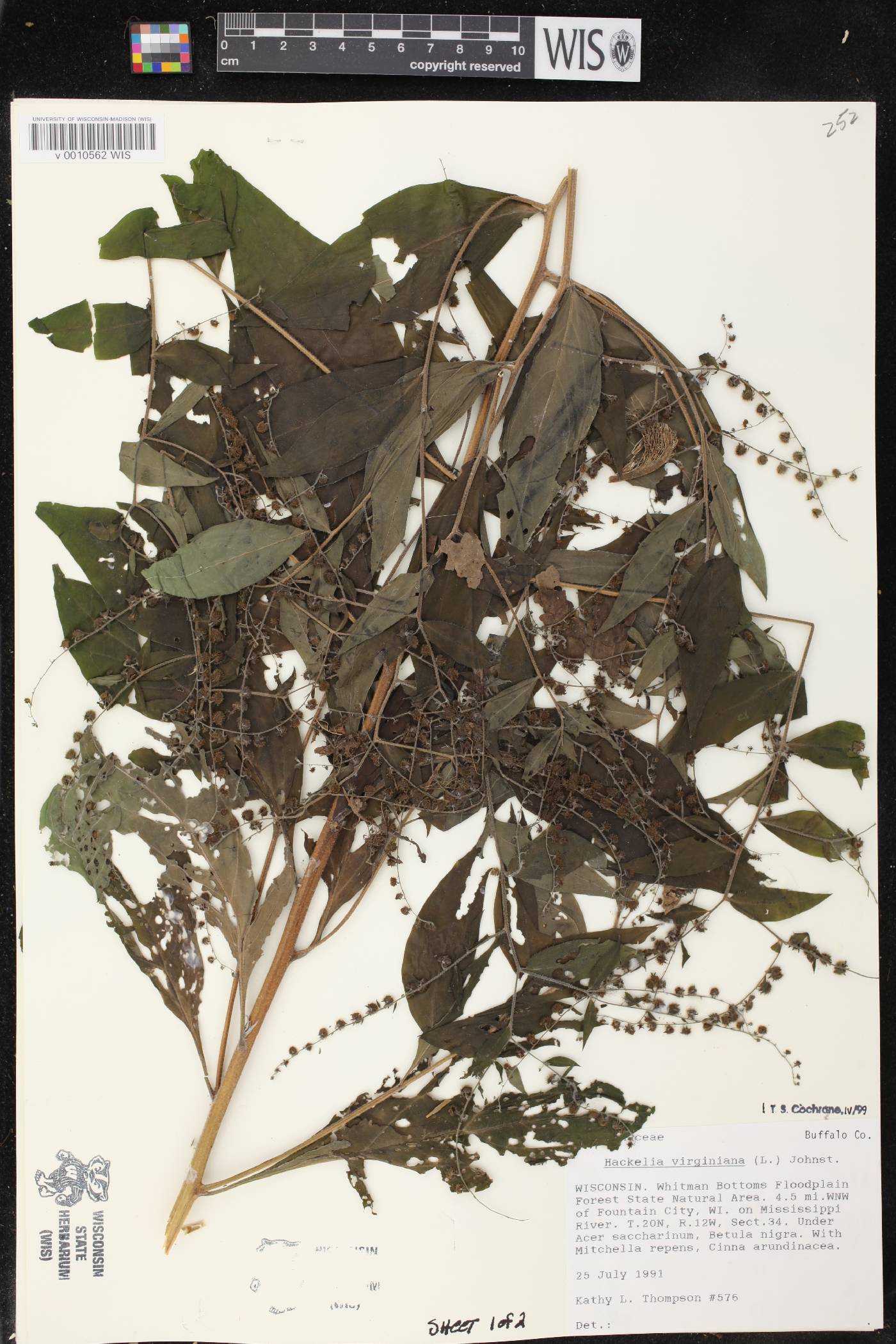 Hackelia virginiana image