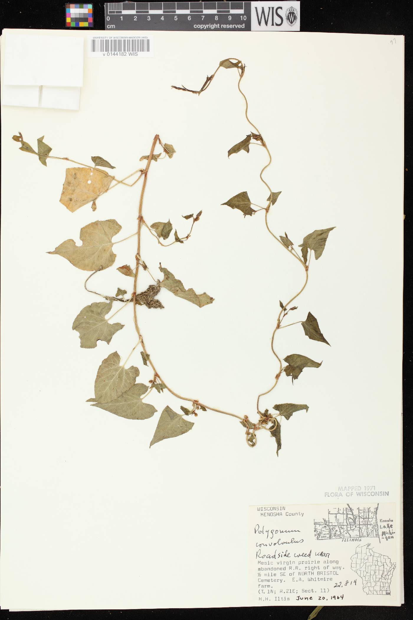 Fallopia convolvulus image