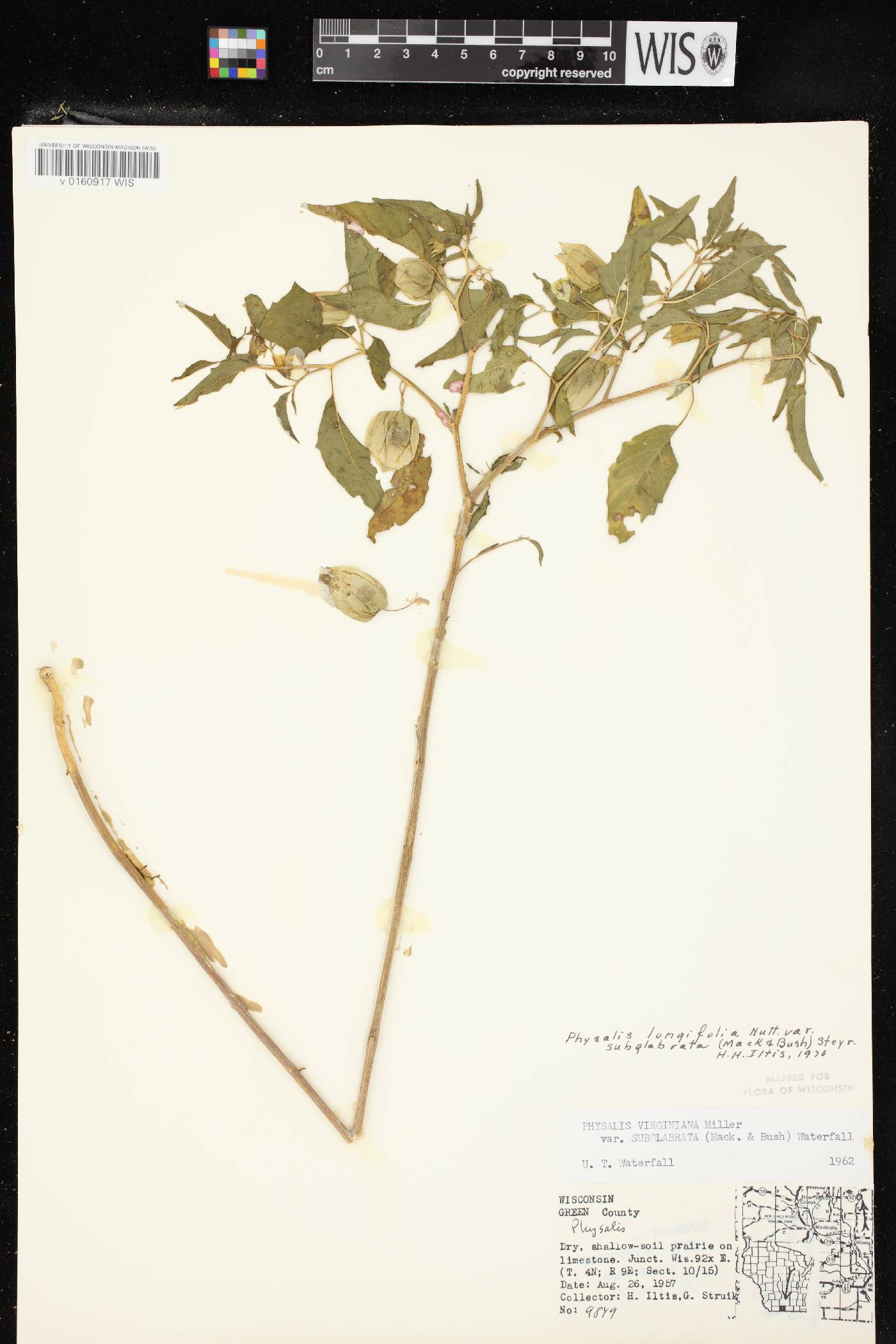 Physalis longifolia image