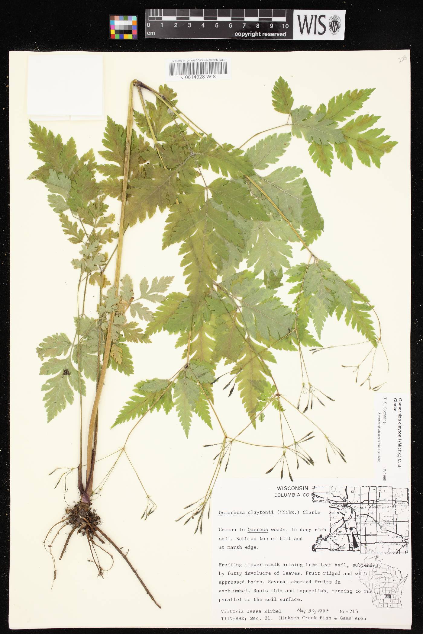 Osmorhiza claytonii image