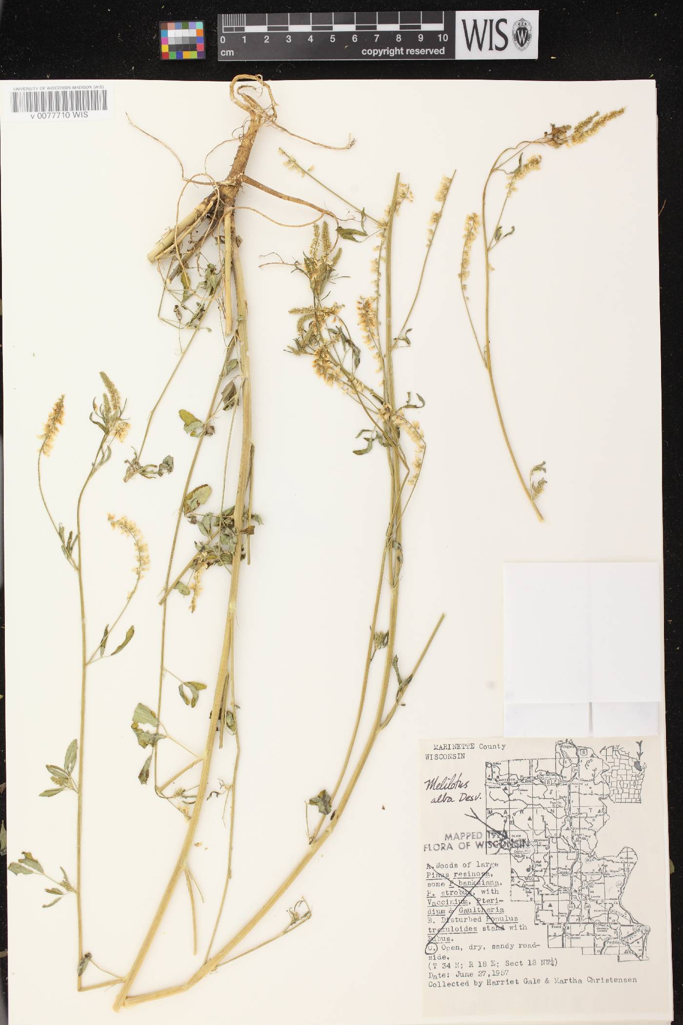 Melilotus albus image