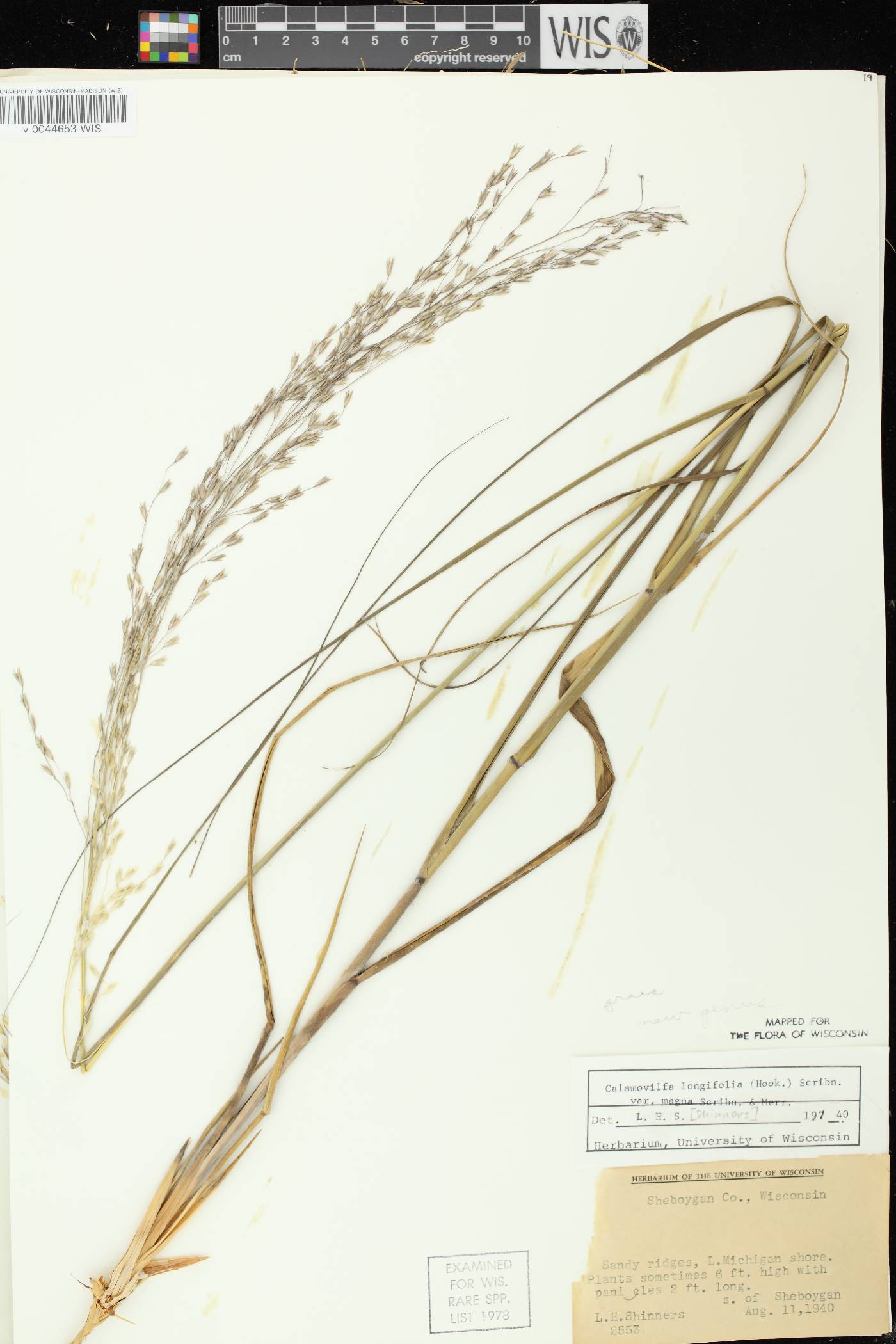 Calamovilfa longifolia image