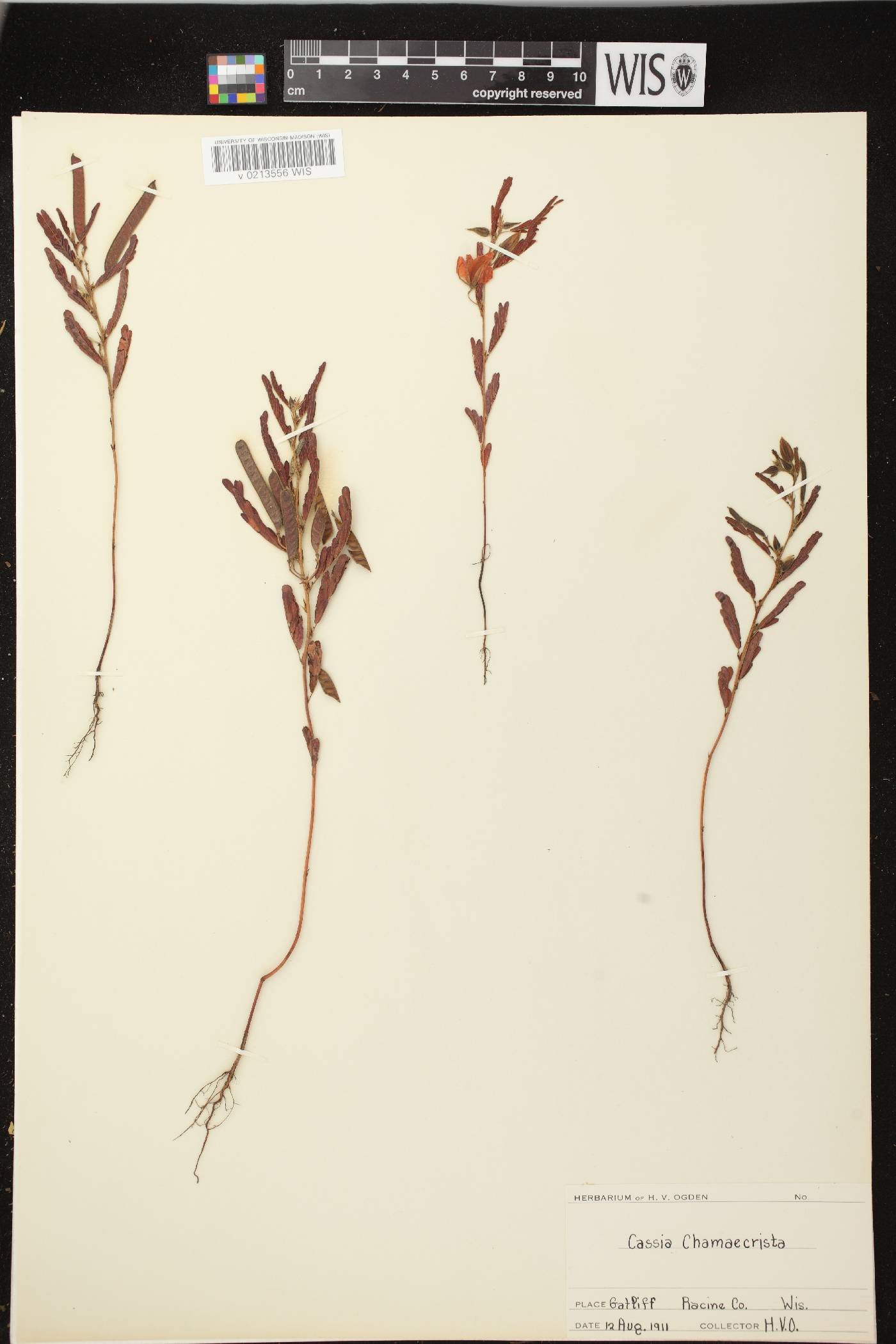 Chamaecrista fasciculata image