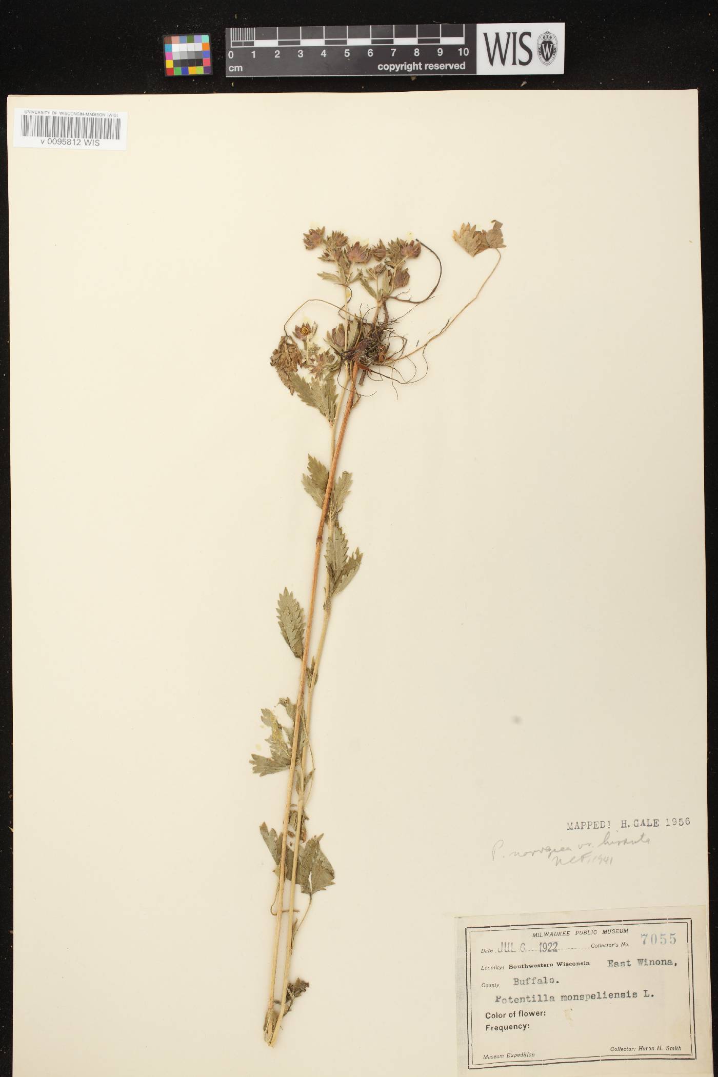 Potentilla norvegica image