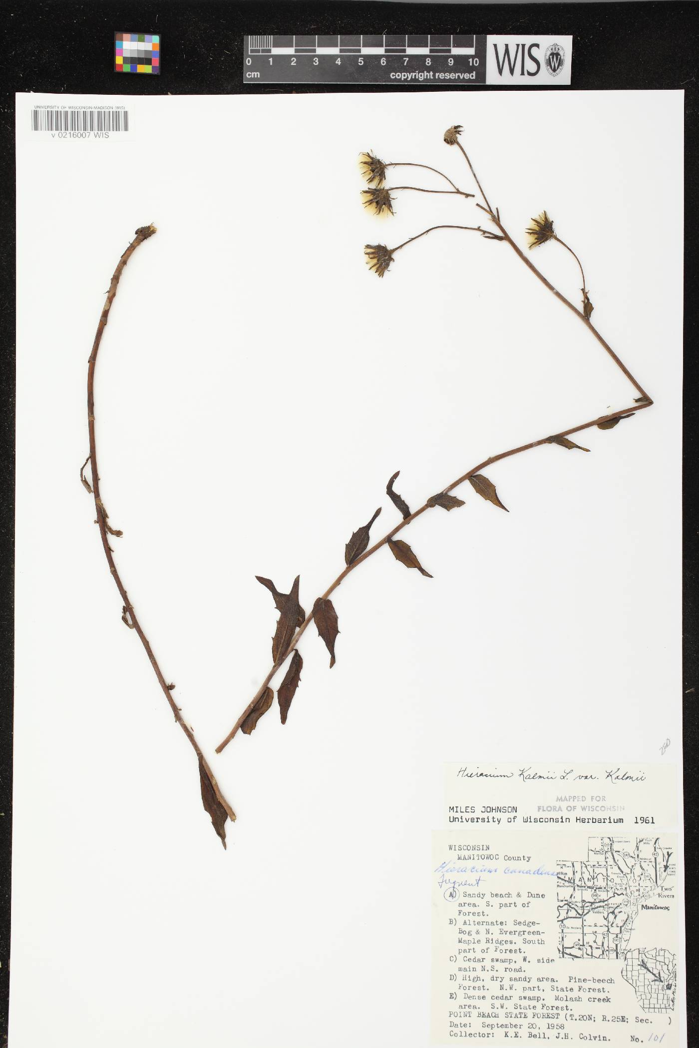 Hieracium umbellatum image