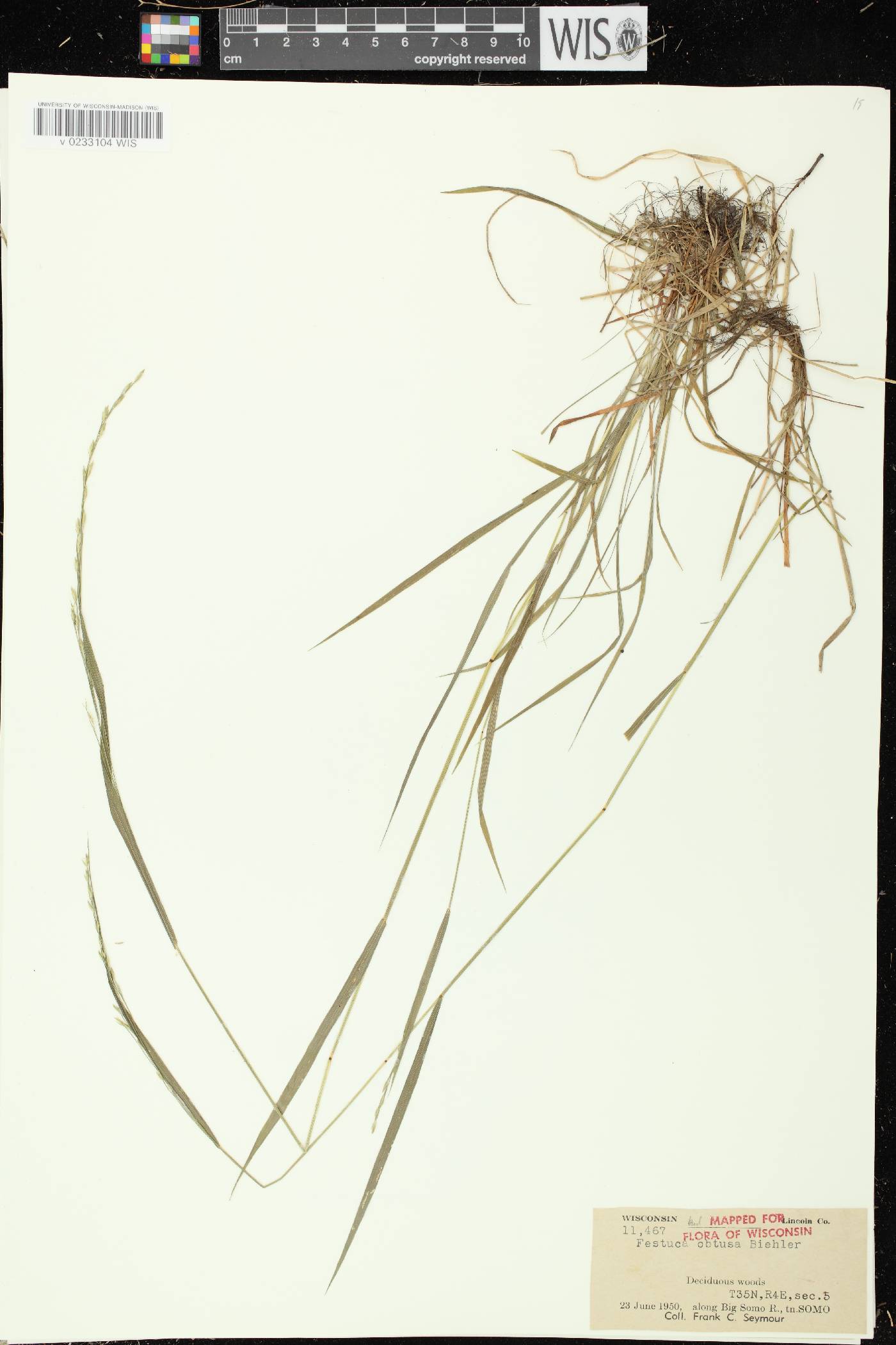 Festuca subverticillata image