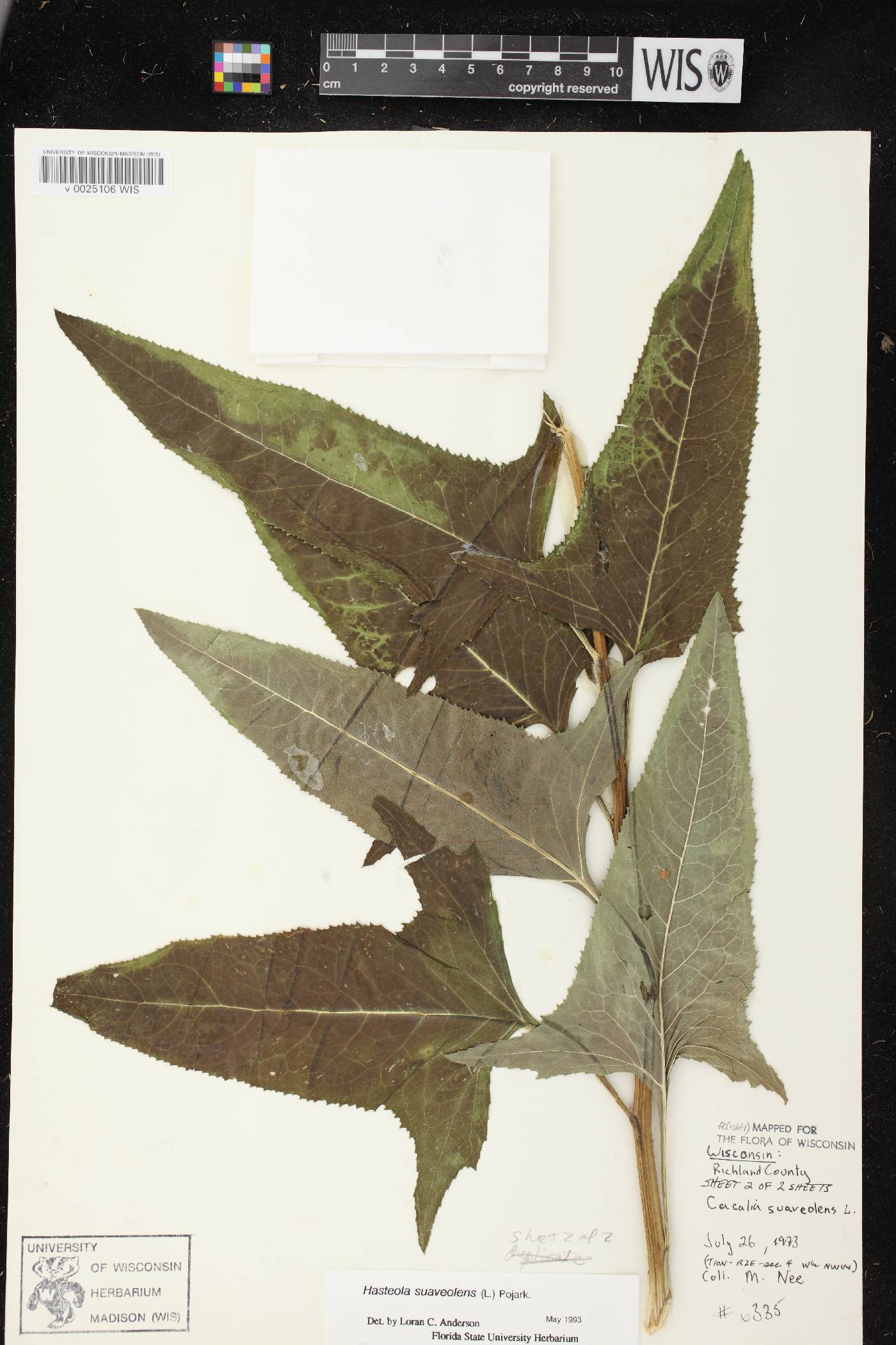 Hasteola suaveolens image
