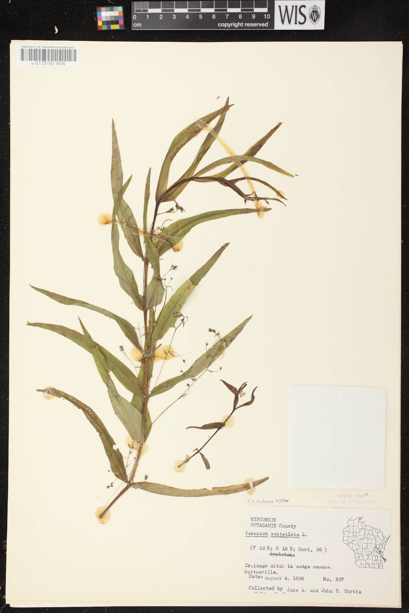 Veronica scutellata image