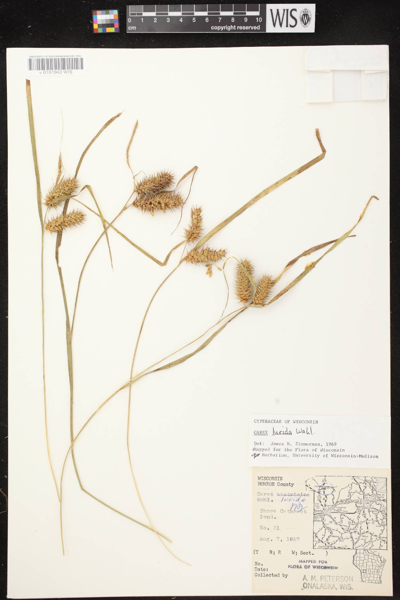 Carex lurida image
