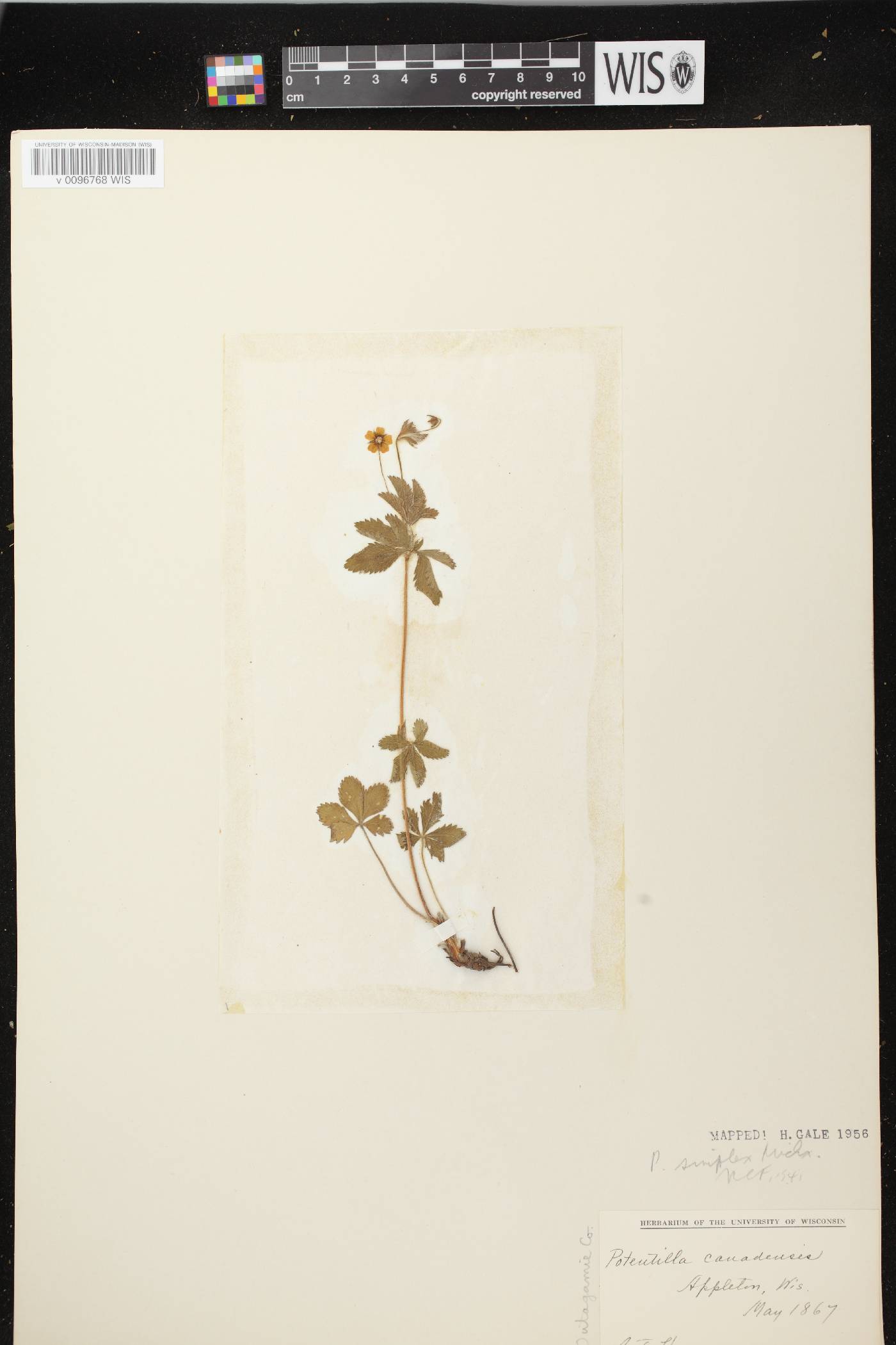 Potentilla simplex image