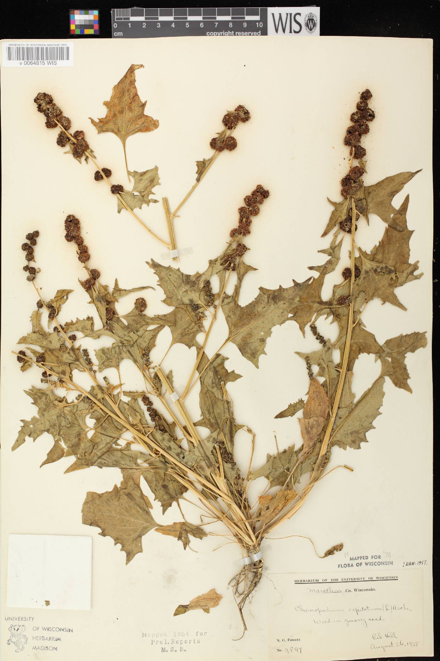 Chenopodium capitatum image