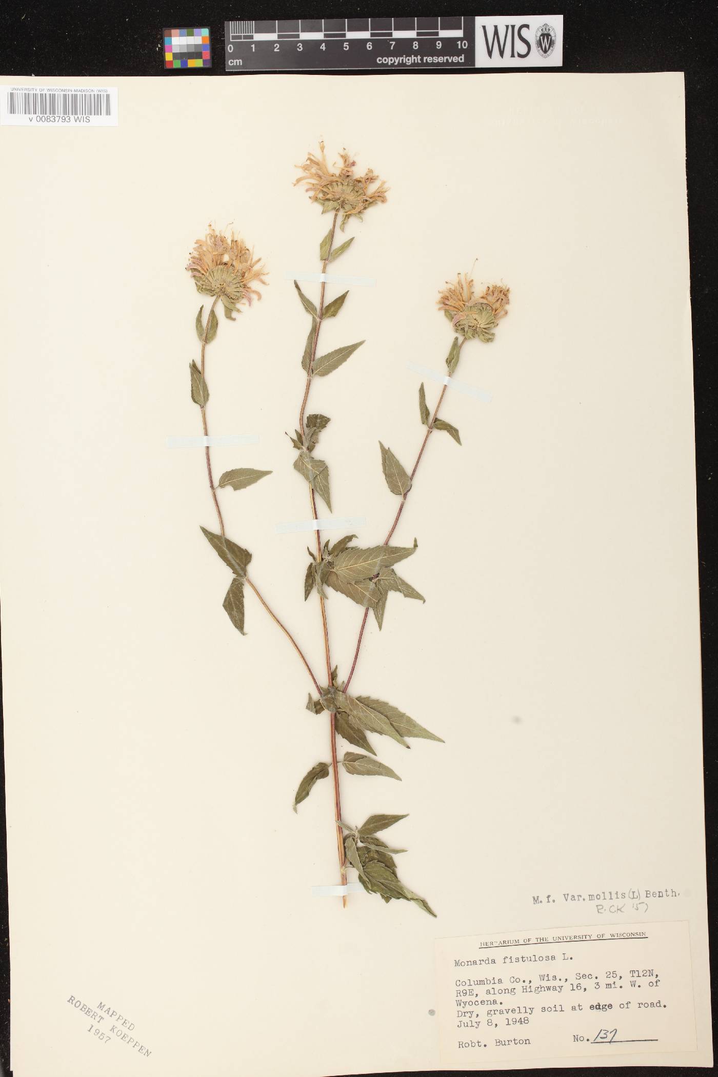 Monarda fistulosa image
