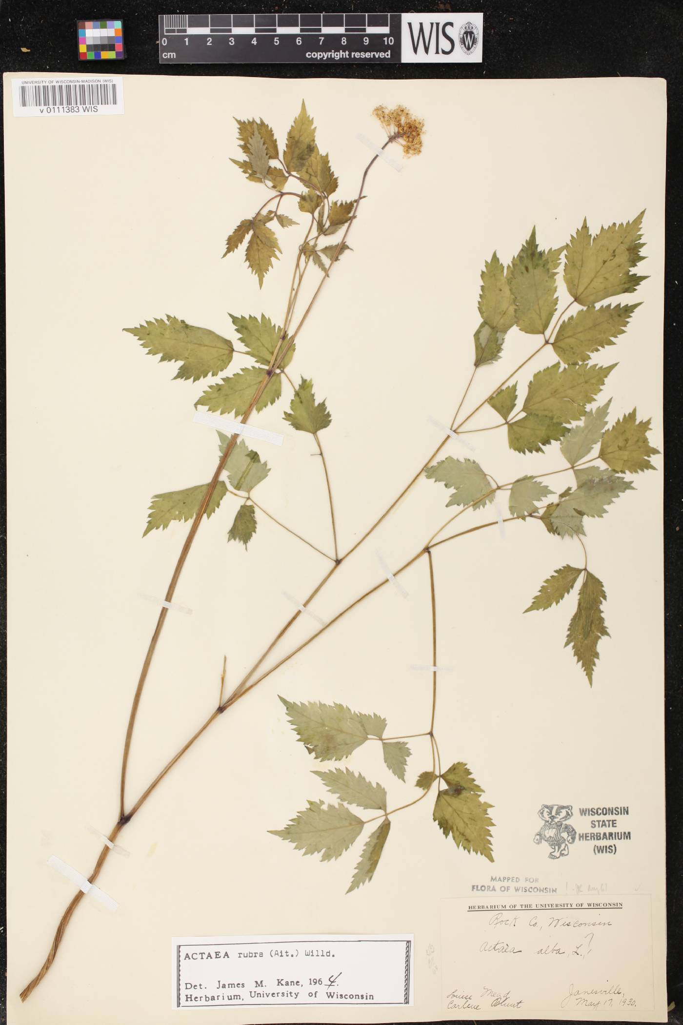 Actaea rubra image
