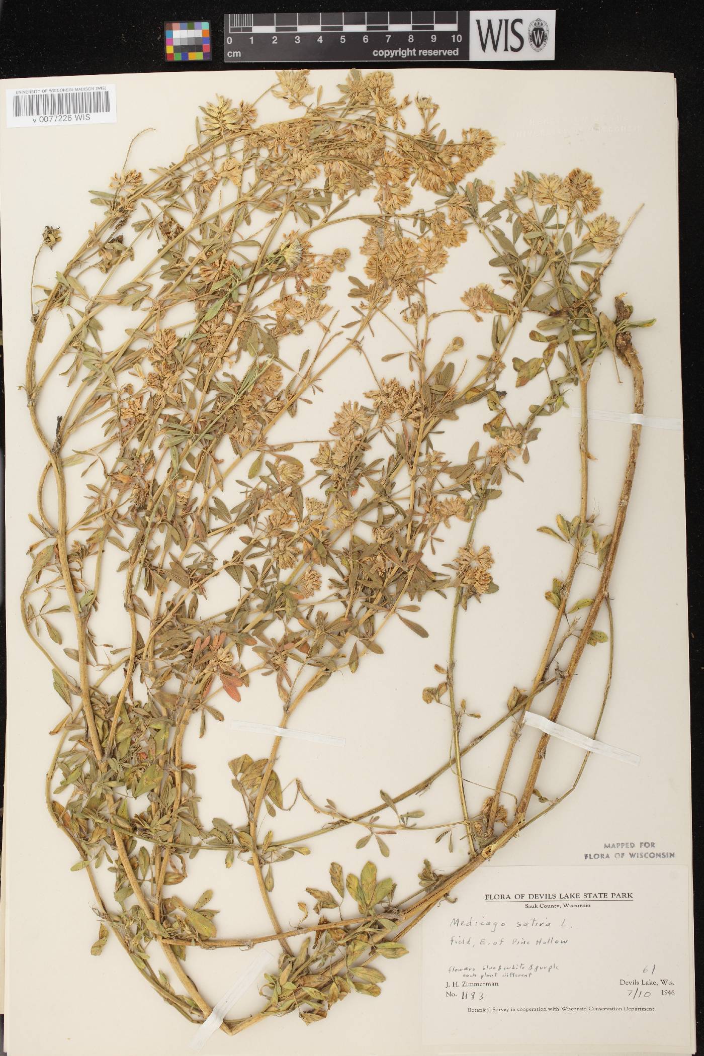 Medicago sativa image