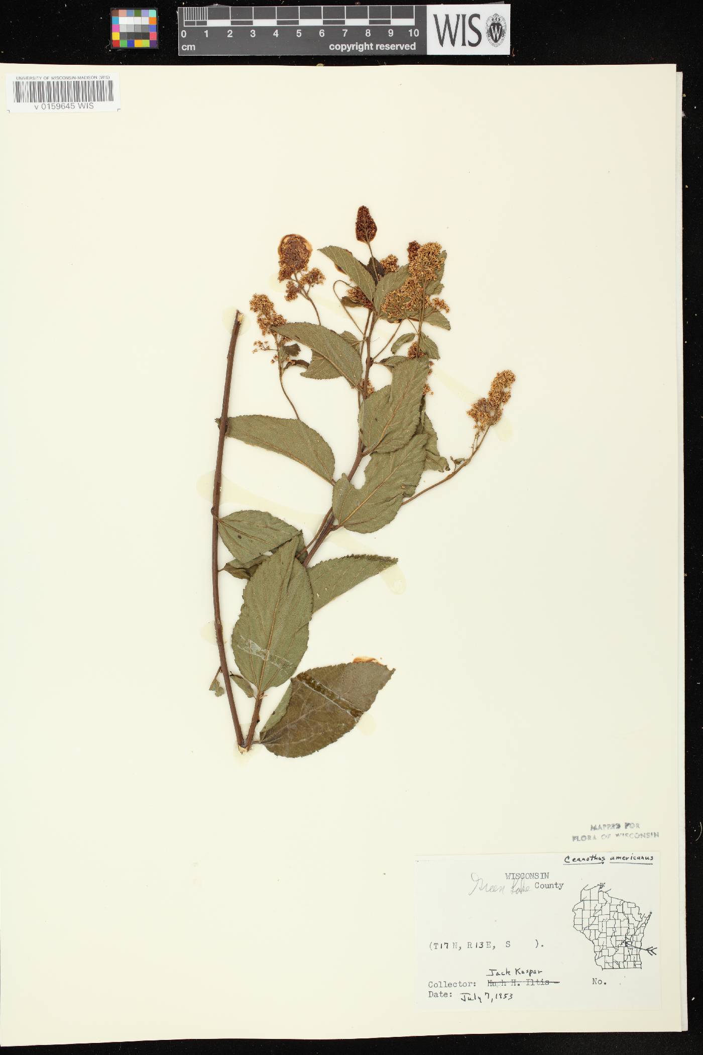 Ceanothus americanus image
