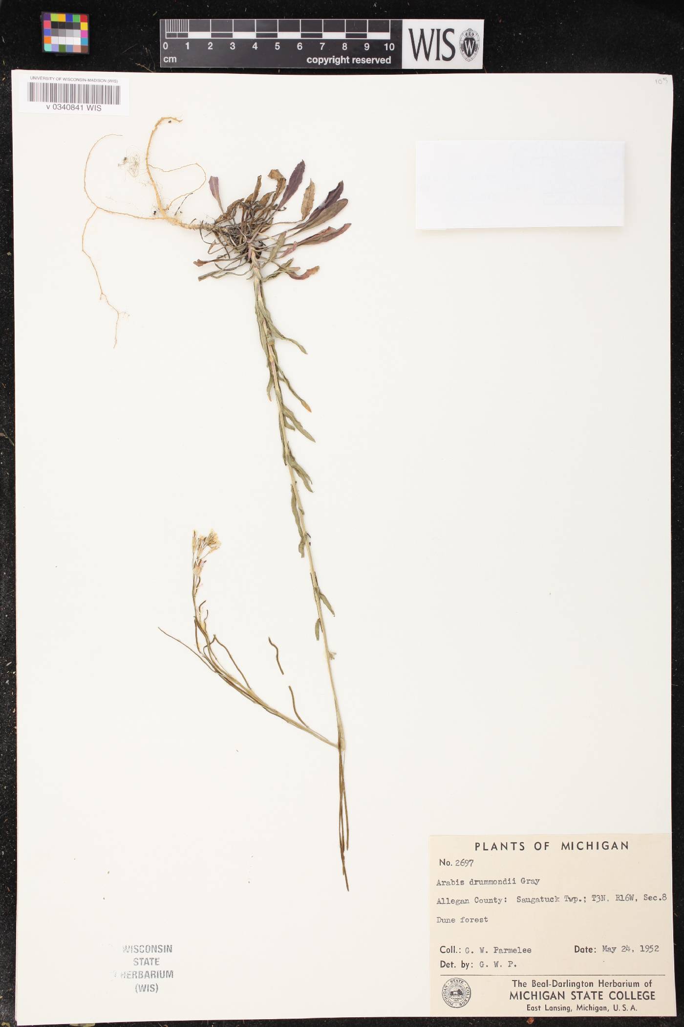 Boechera stricta image